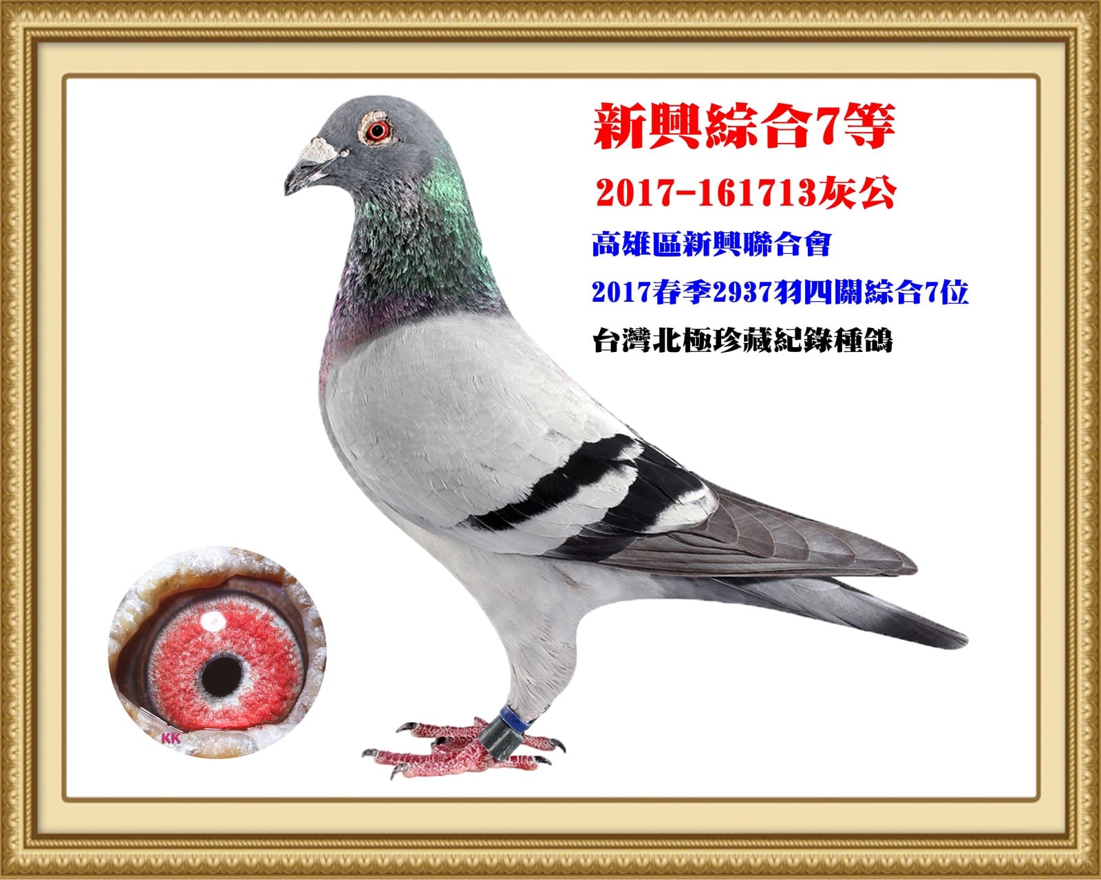 父：2017-161713灰♂  17年春高雄新興南海2,937羽四關綜合7位