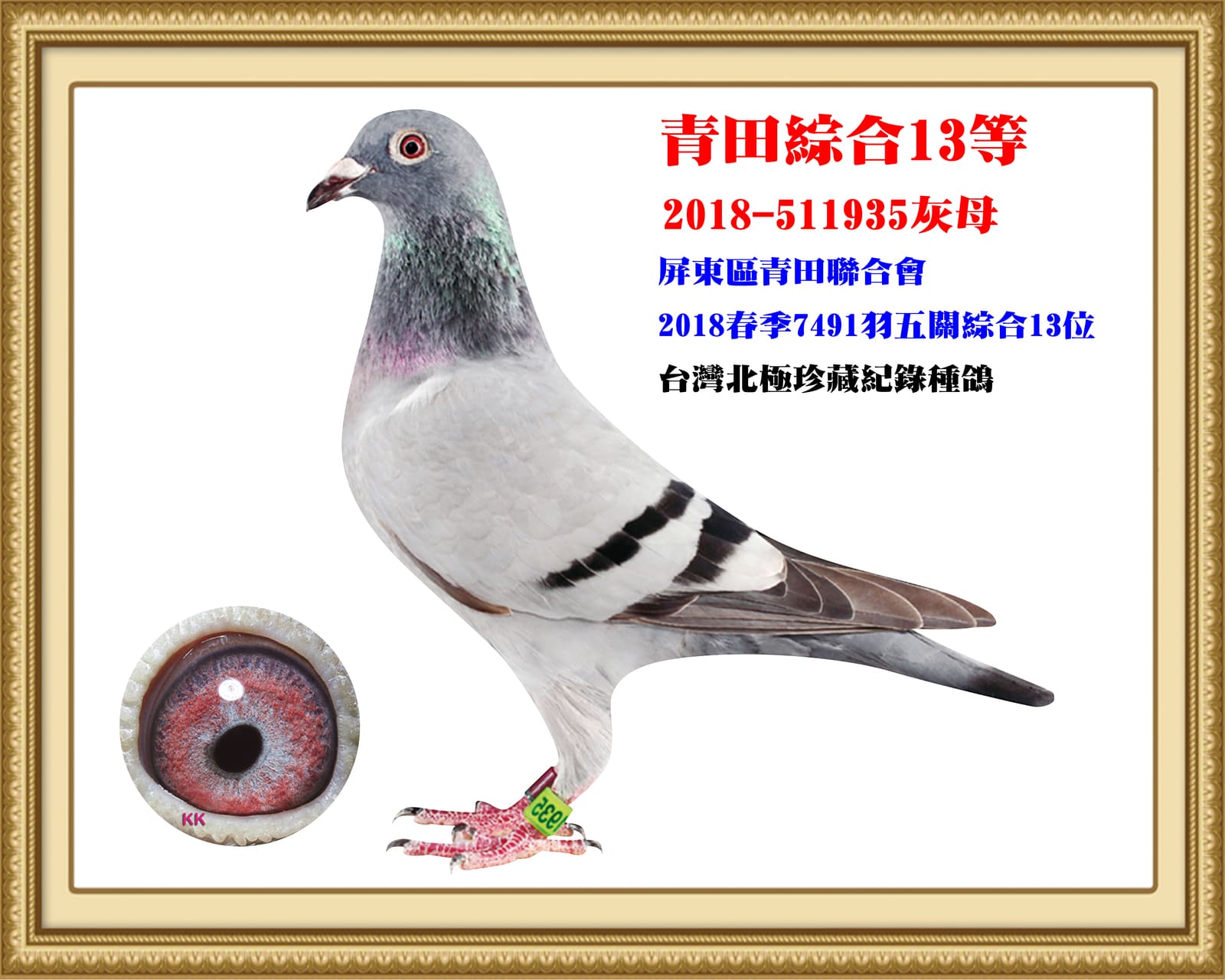 母：2018-511935灰♀ 18年春屏東青田7,491羽五關綜合13位
