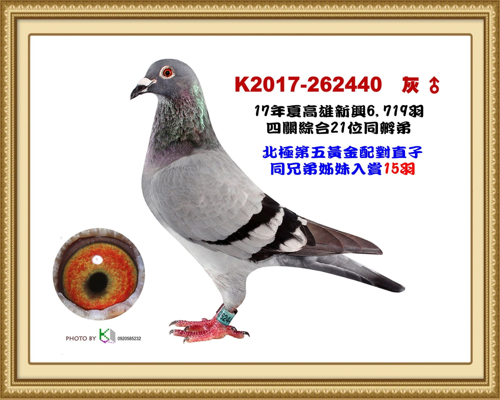 父：2017-262440灰♂ 17年夏高雄新興6,719羽四關綜合21位同孵弟 北極第六黃金配對直子同兄弟姊妹入賞15羽