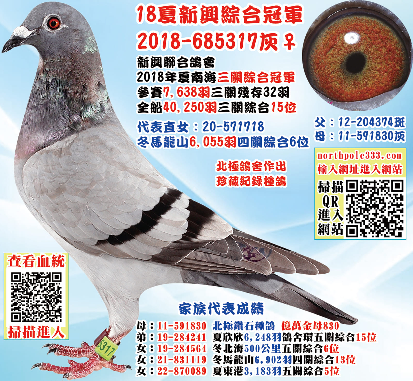 母：2018-685317灰♀ 小點灰 18年夏高雄新興7,638羽三關綜合冠軍 第三關單關冠軍 領先亞軍鴿28分 信鴿南聯全船40,250羽三關綜合15位