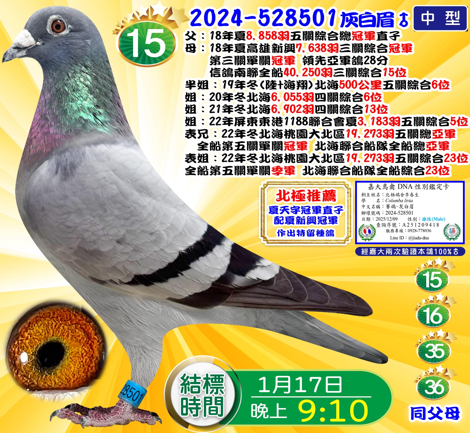 2024-528501灰白眉♂