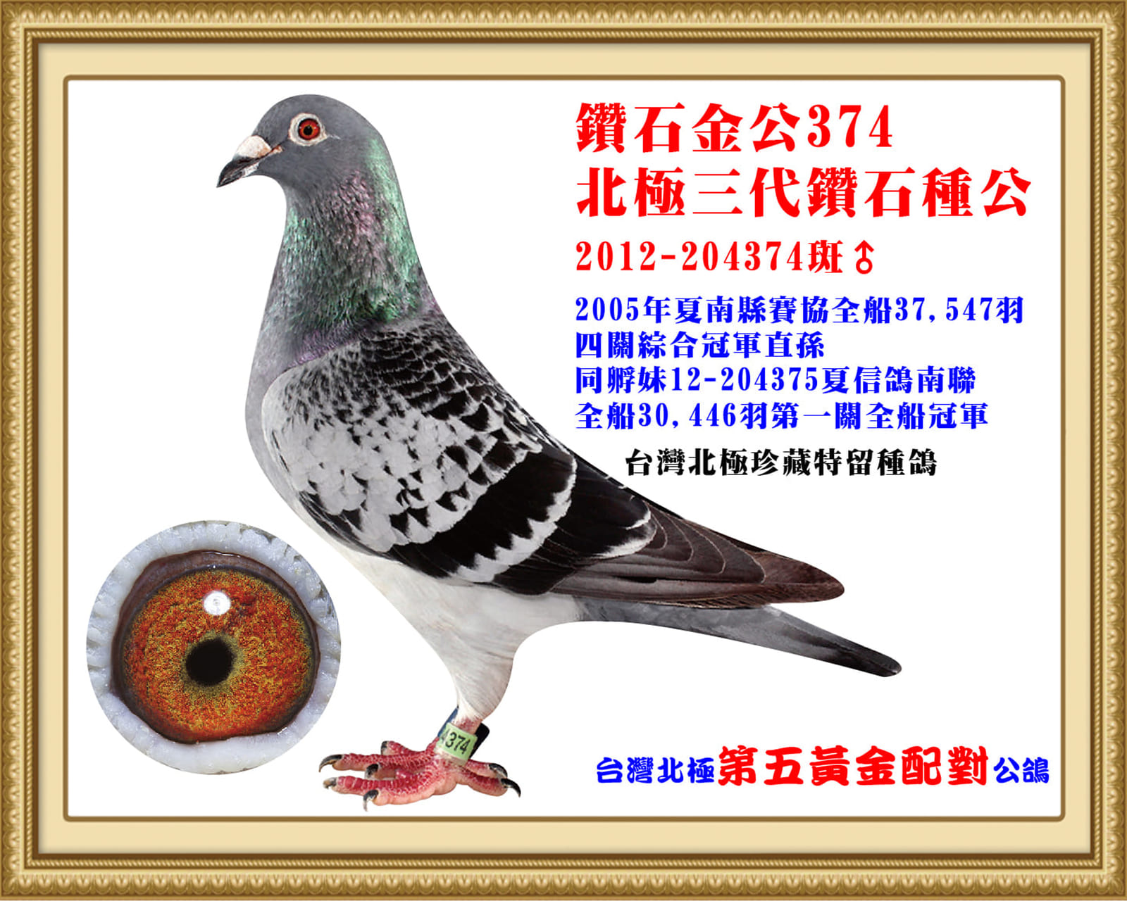 外祖父：2012-204374灰♂ 台灣北極第五黃金配對公鴿 秋全船37,547羽四關綜合冠軍直孫
