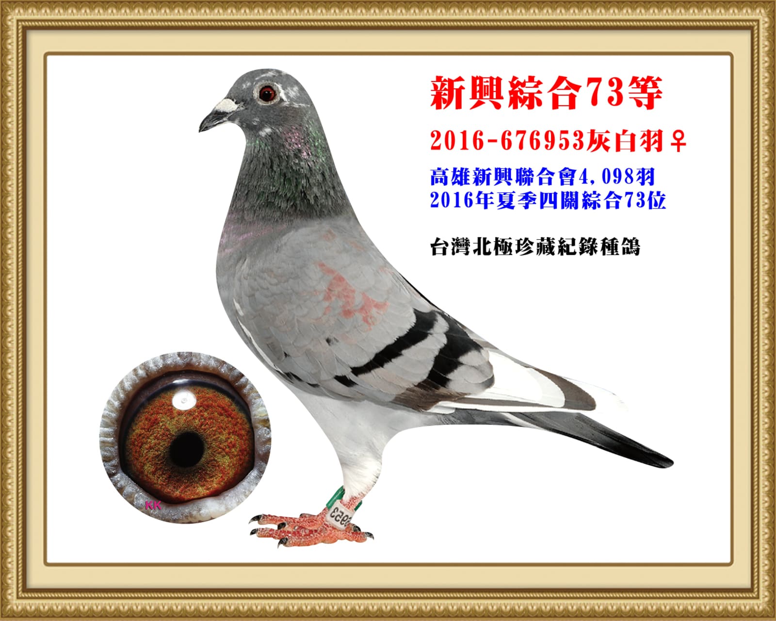 母：2016-676953灰白羽♀ 北極珍藏紀錄種鴿　 16年夏高雄新興4098羽四關綜合73位