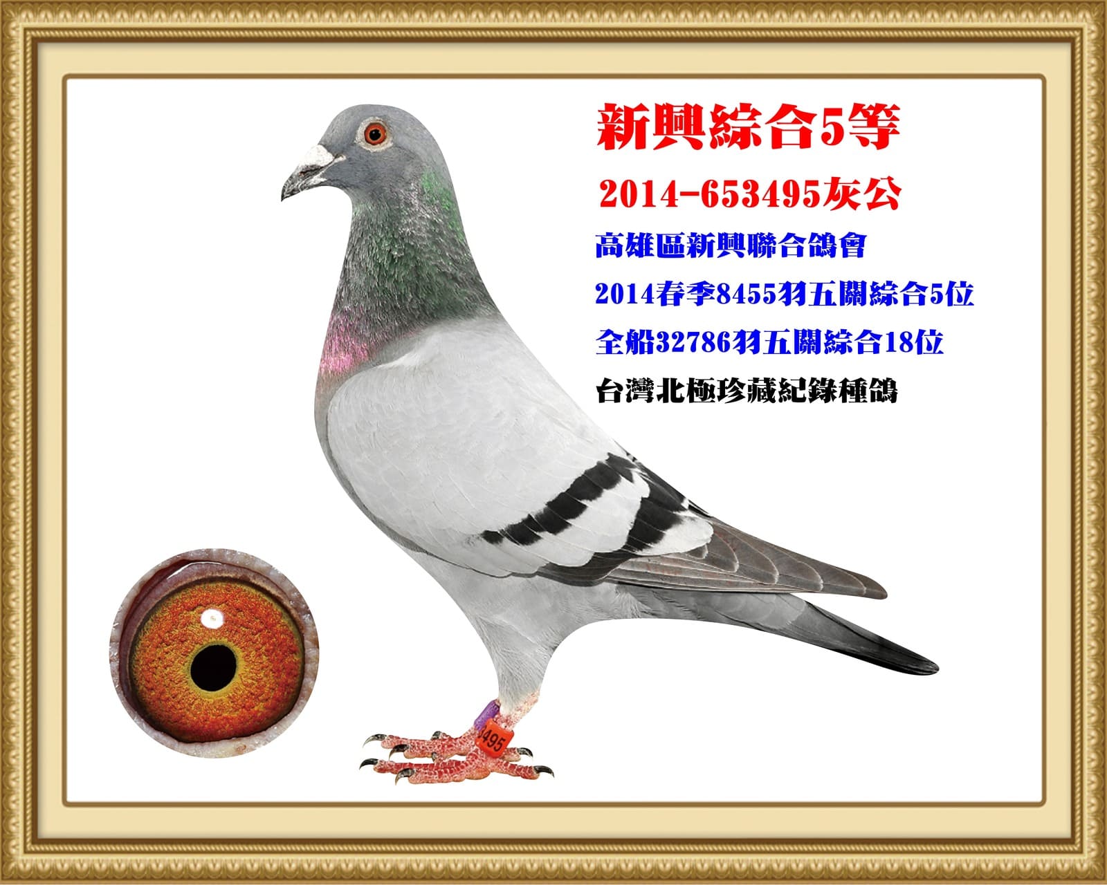 外祖父：2014-653495灰♂ 台灣北極第八黃金配對公鴿 高雄新興14年春8,455羽五關綜合5位  全船32,786羽五關綜合18位