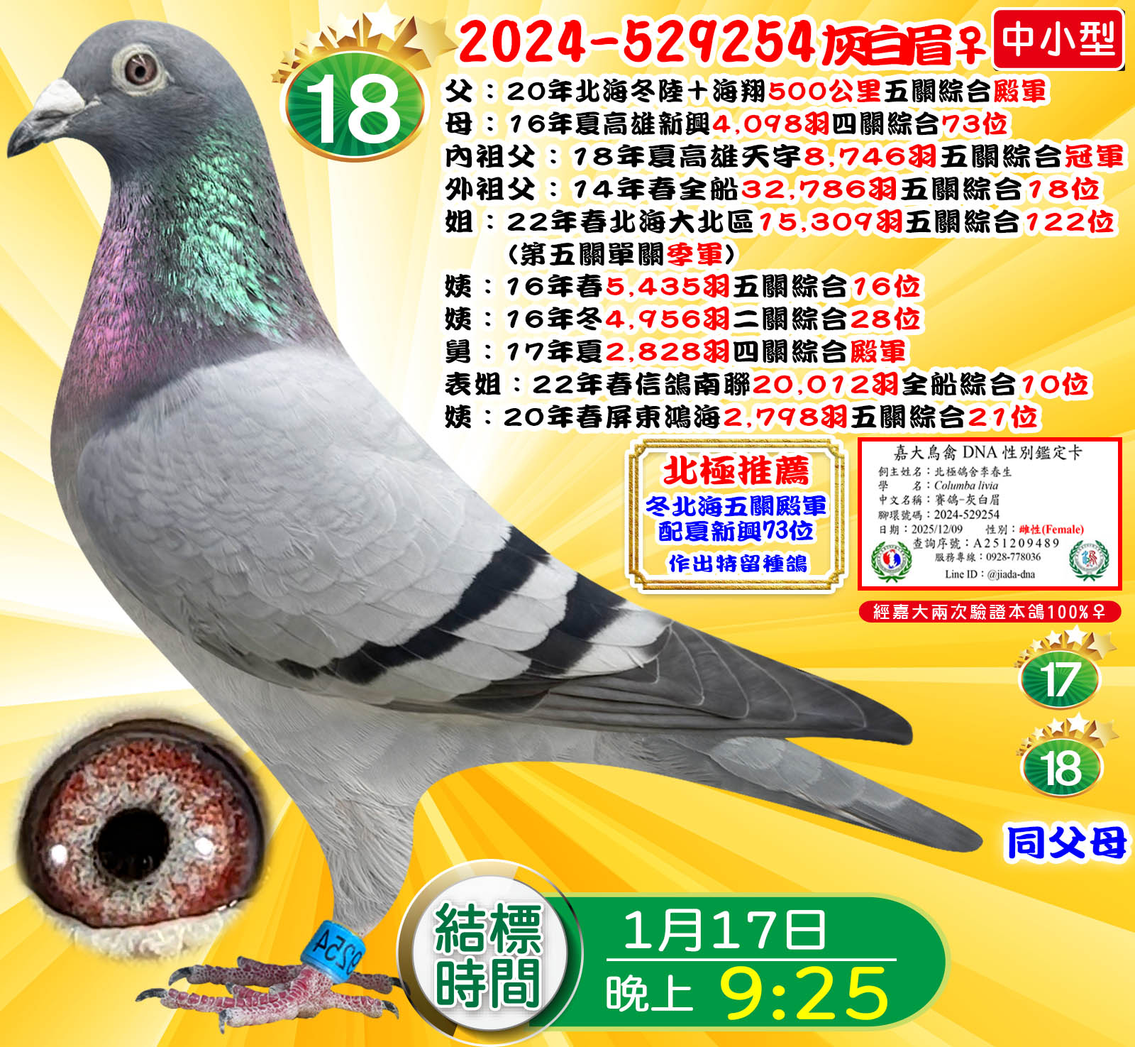 2024-529254灰白眉♀