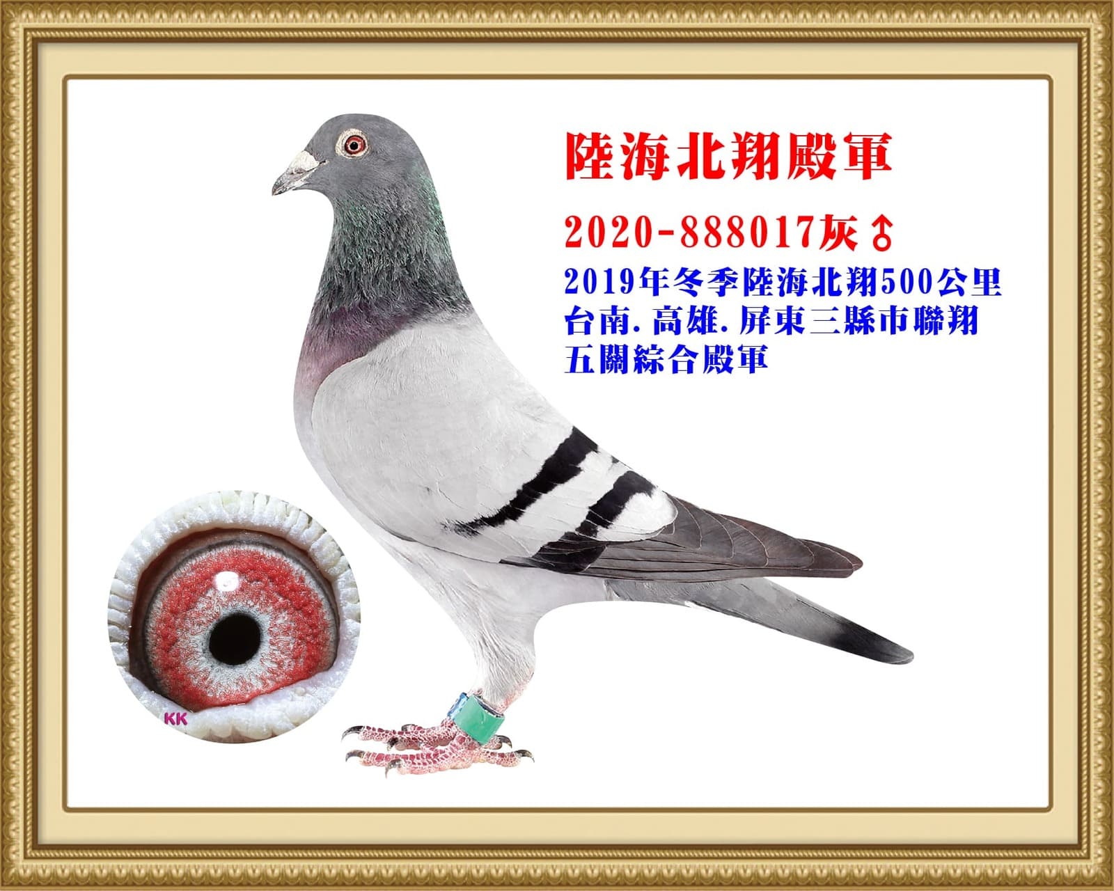 父：2020-888017灰♂  北極珍藏紀錄種鴿 陸＋海翔500公里19年冬北海五關綜合殿軍