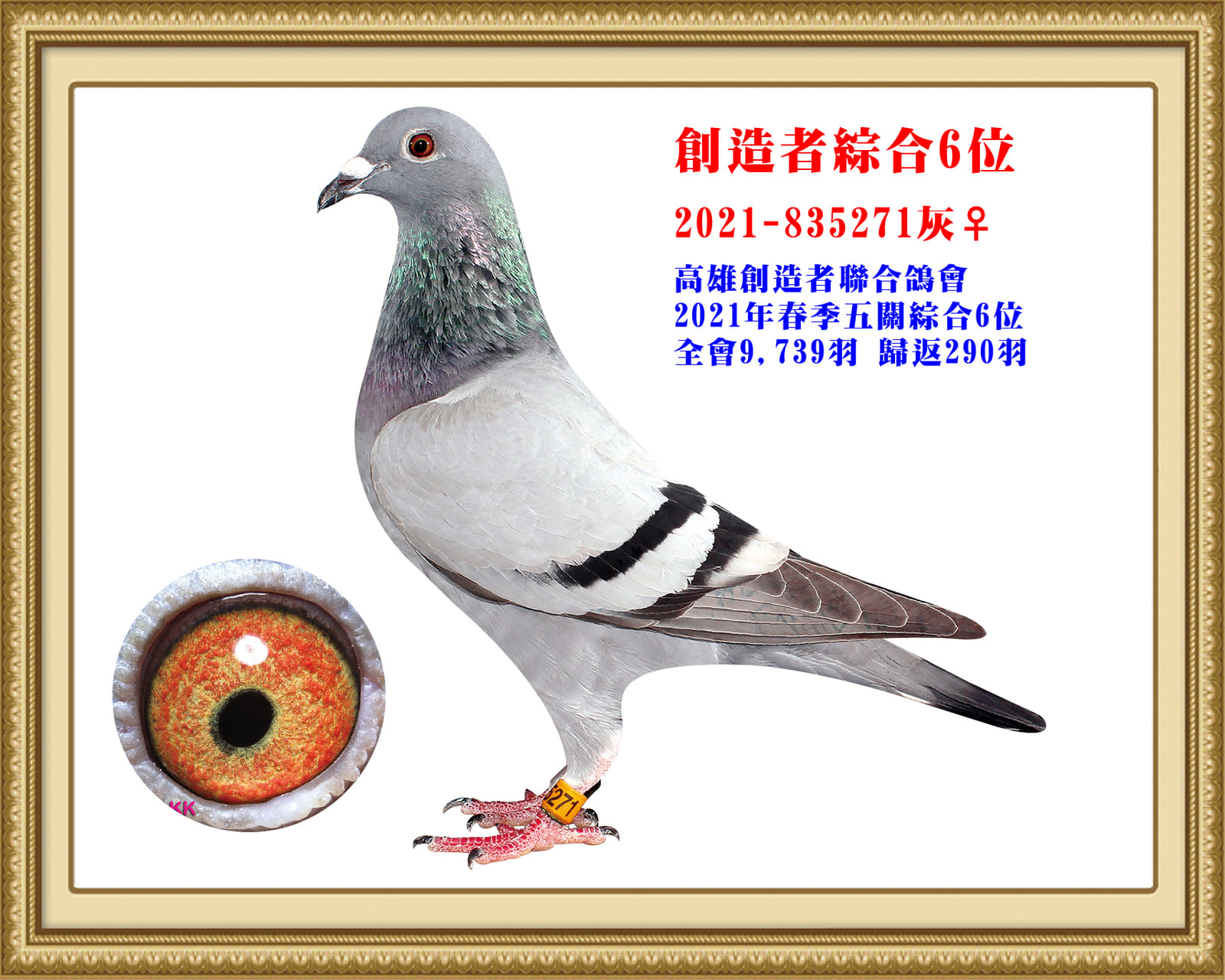 母：2021-835271灰♀ 2021年春季南海高雄創造者聯合鴿會     9,739羽五關綜合6位