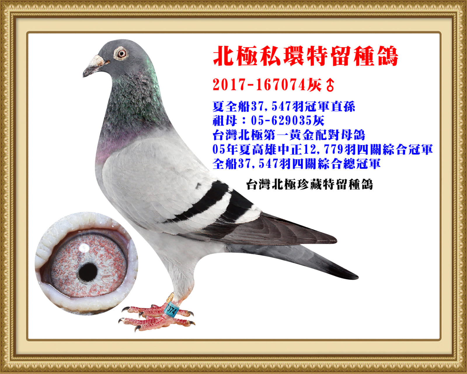 父：17-167074灰 夏南縣賽協全船37547羽四關綜合冠軍直孫 同父半姐:12-204375　12年夏全船30446羽第一關單關冠軍