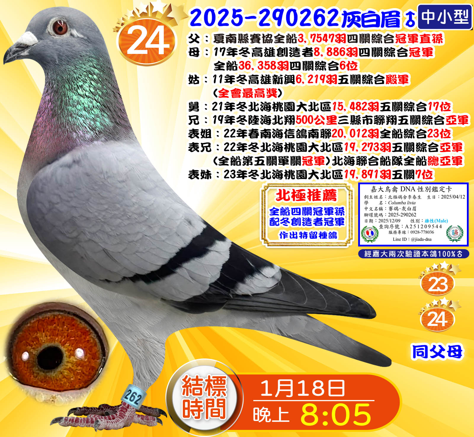 2025-290262灰白眉♂