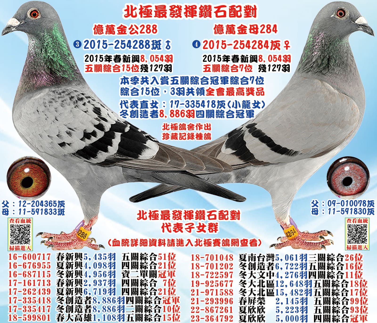 外祖母：2015-254284灰♀ (台灣北極第六黃金配對母鴿) 15年春高雄新興8,054羽五關綜合7位