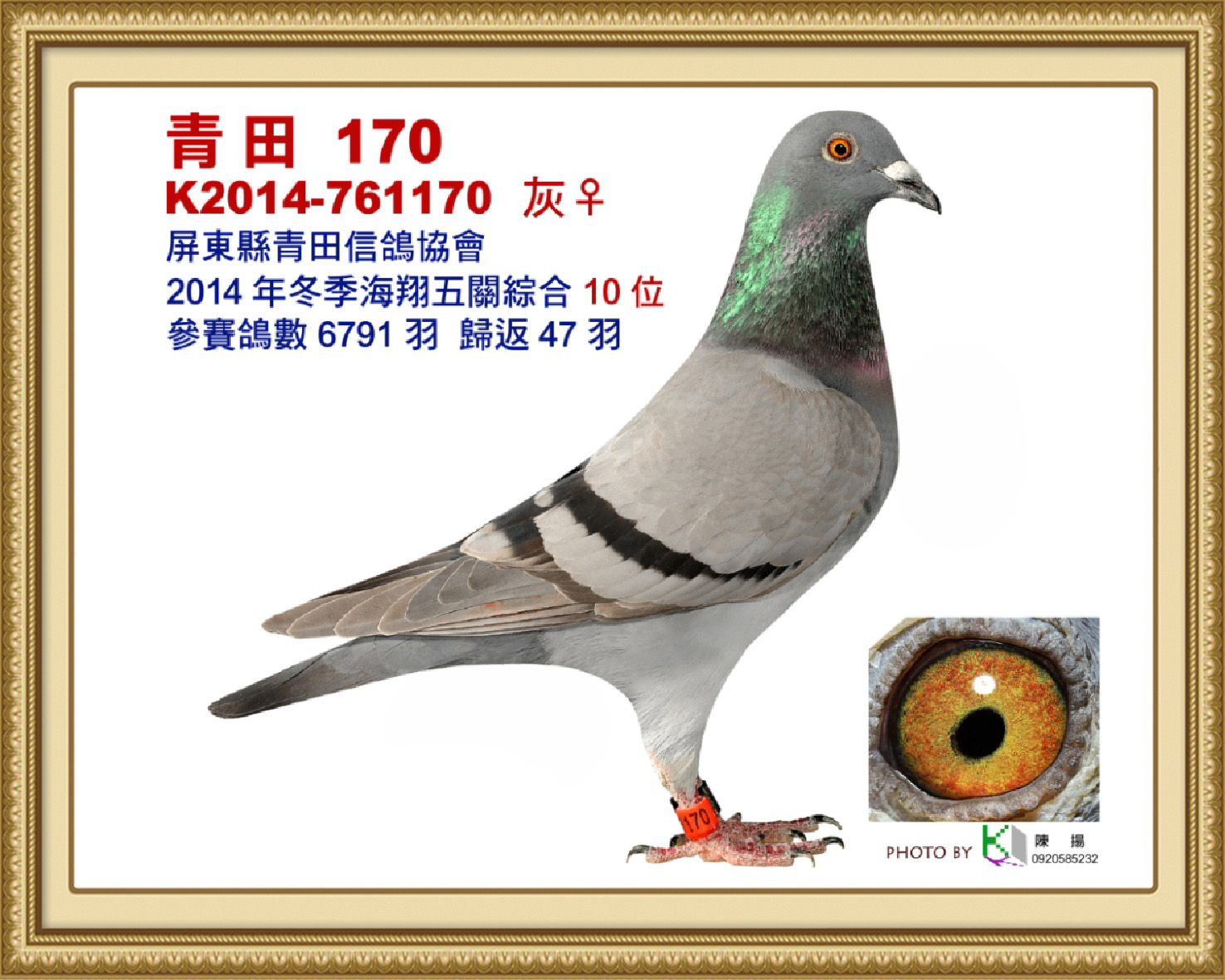 內祖母：2014-761170灰♀ 14年冬屏東青田6,791羽五關綜合10位