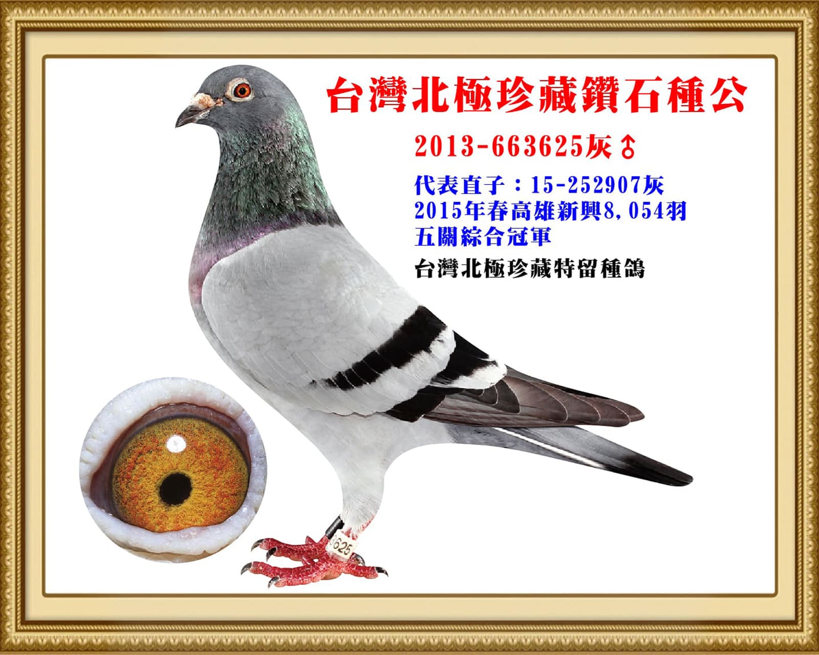 內祖父：2013-663625灰♂ 直子：15-252907高雄新興15年春8,054羽五關綜合冠軍 全船31,632羽五關綜合總亞軍