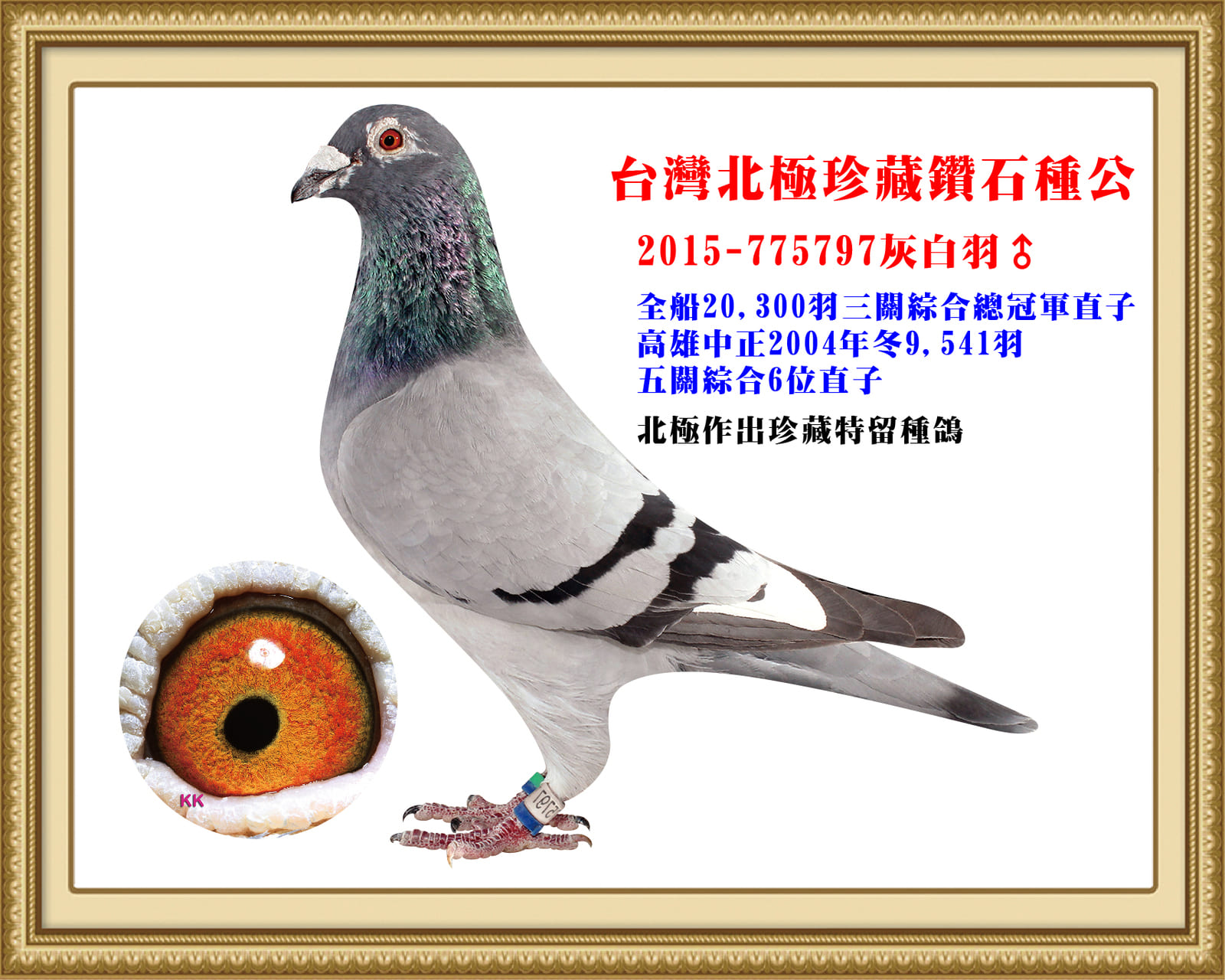 父：2015-775797灰白羽♂ 北極作出珍藏特留種鴿