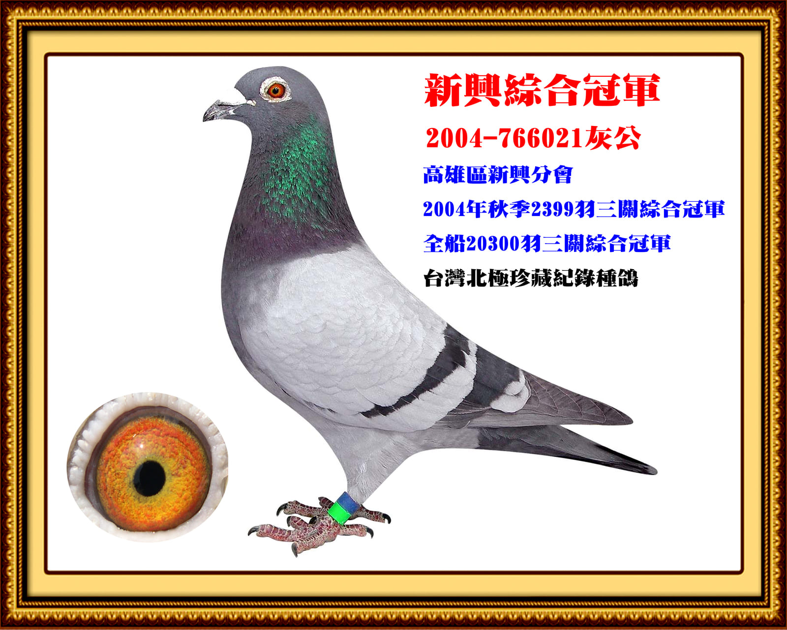 外祖父：2004-766021灰♂ 小羅納多 台灣北極第二黃金配對公鴿 04年秋高市賽鴿總會14分會聯翔20,300羽三關綜合總冠軍