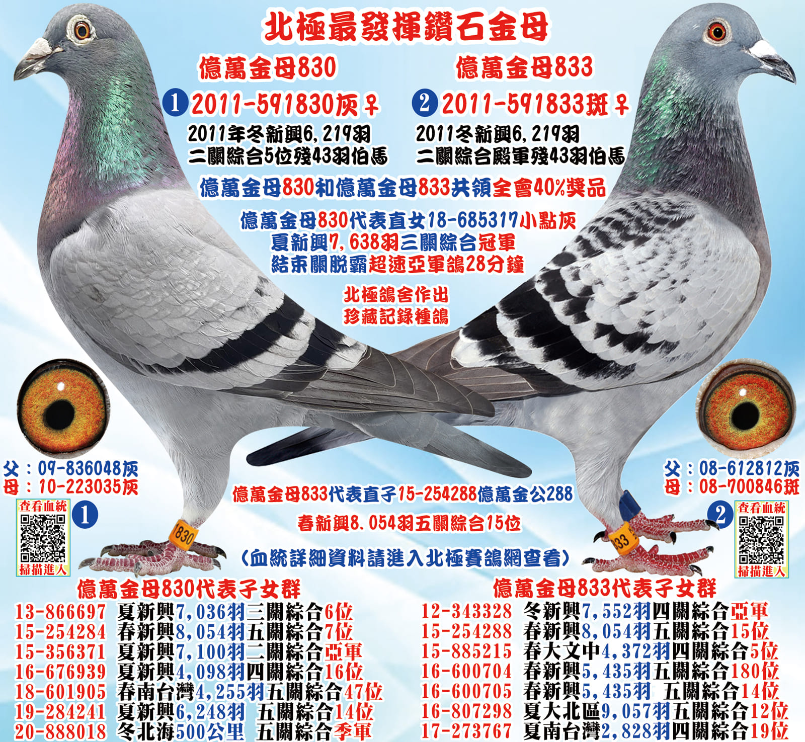 外祖母：2011-591833斑♀ 億萬金母伯馬833 台灣北極第四黃金配對母鴿 11年秋高雄新興聯合會6,219羽五關綜合殿軍殘43羽 本鴿和11-591830灰毌(綜合伍名) 共領全會最高獎金