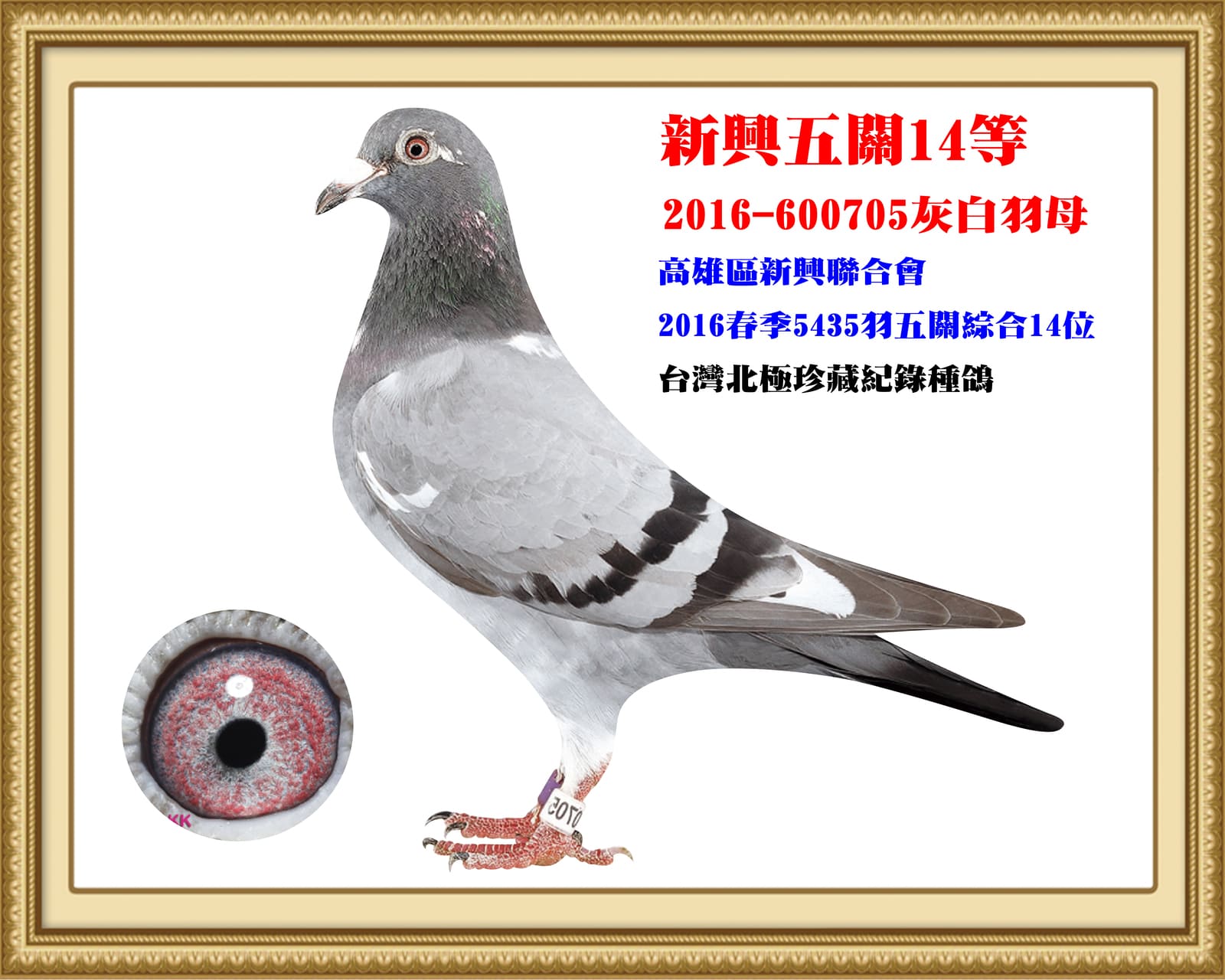 母：2016-600705灰 高雄新興16年春5,435羽五關綜合14位