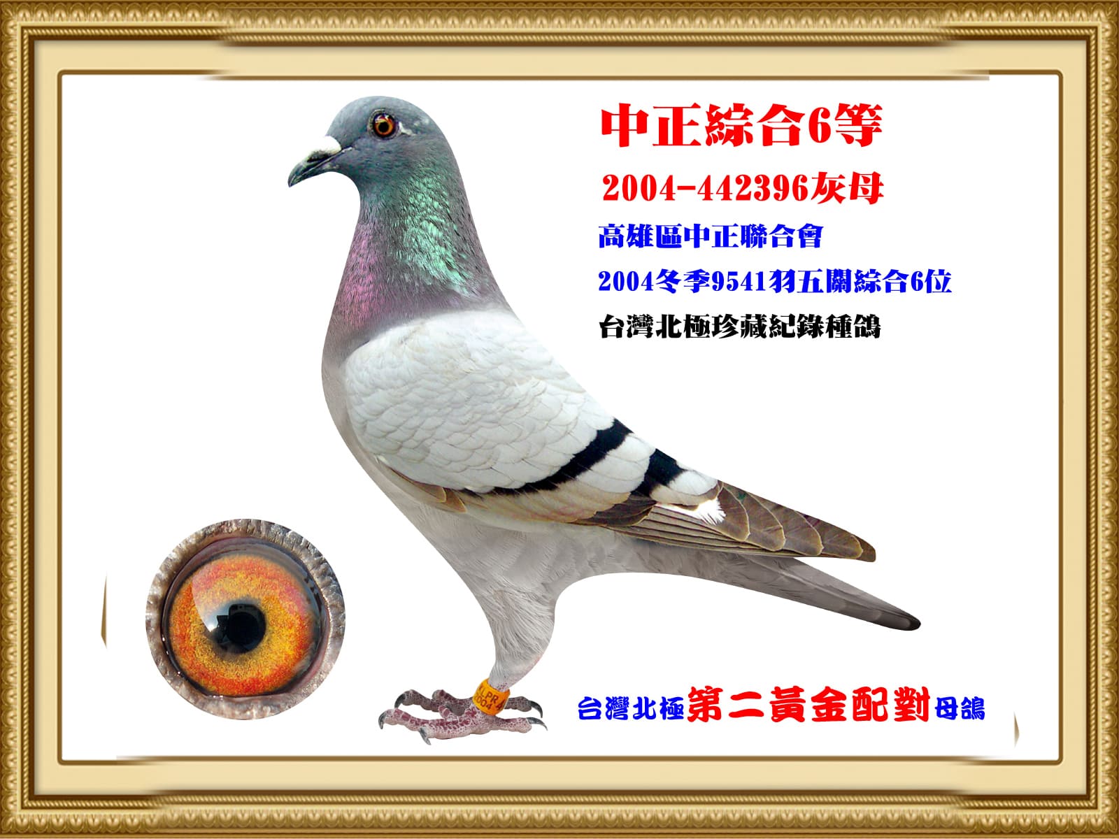 內祖母：2004-442396 灰白羽 台灣北極第二黃金配對母鴿 2004年冬季高雄區信鴿協會中正分會 9541羽五關綜合陸等