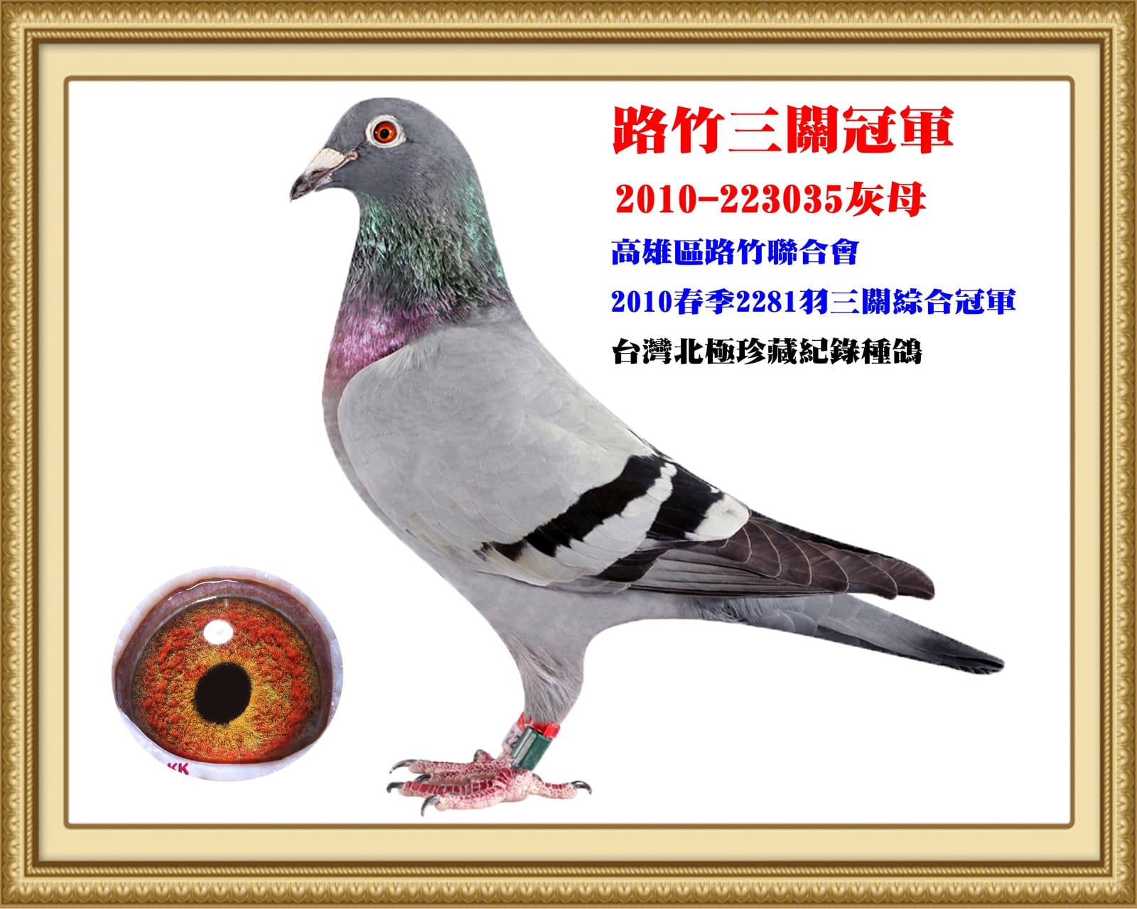 內祖母：2010-223035灰♀ 台灣北極第三黃金配對母鴿 2010年春季高雄路竹聯合會2281羽三關綜合冠軍