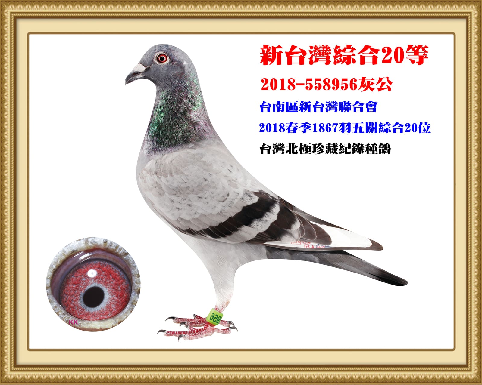 父：2018-558956灰白羽♂ 台南新台灣18年春1,867羽五關綜合20位