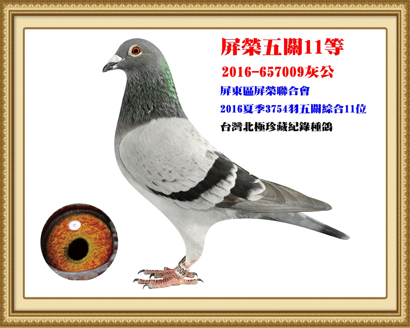 內祖父：2016-657009灰點♂ 16年夏屏東屏榮3,754羽五關綜合11位
