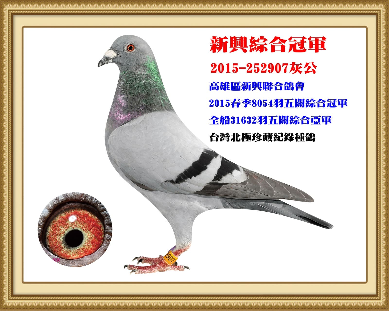 外祖父：2015-252907灰♂ 大內金鋼 高雄新興15年春季8,045羽五關綜合冠軍 全船31,632羽五關綜合總亞軍