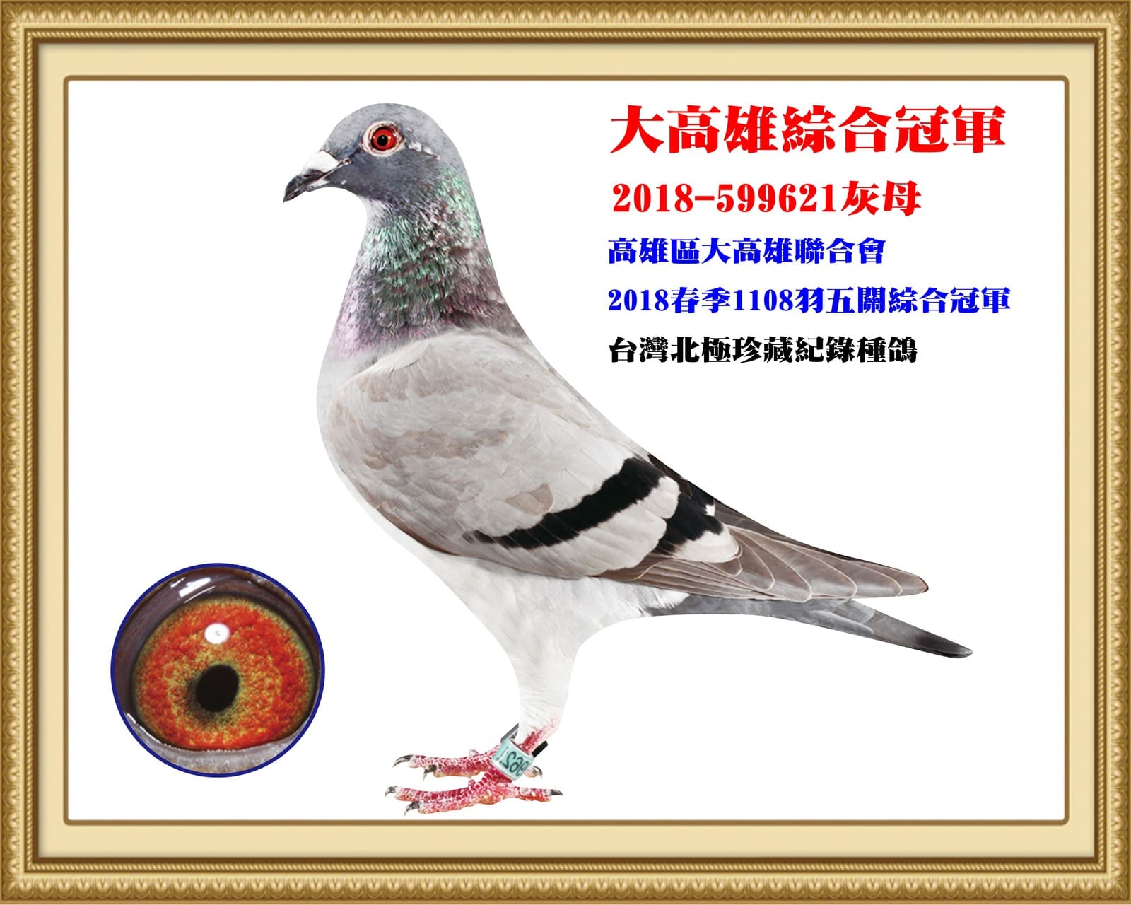 母：2018-599621灰♀ 18年春高雄大高雄1108羽五關綜合冠軍