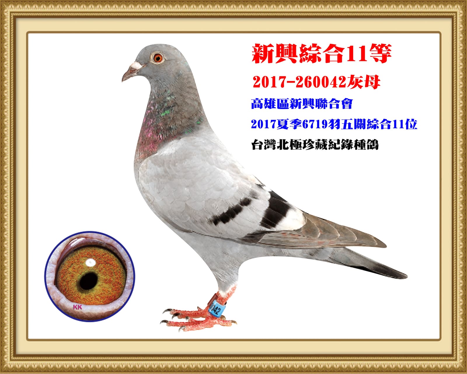 內祖母：2017-260042灰♀ 17年夏高雄新興6,719羽五關綜合11位