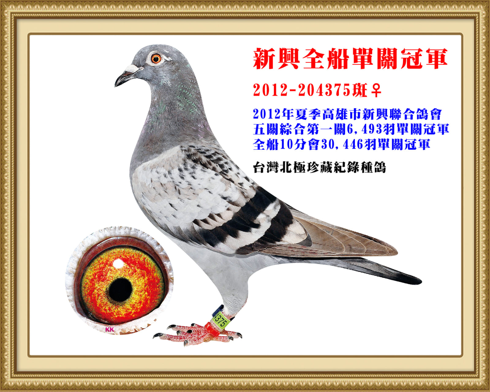 外祖母：2012-204375灰♀ 12年夏高雄新興6493羽第一關冠軍　 全船30446羽第一關單關冠軍