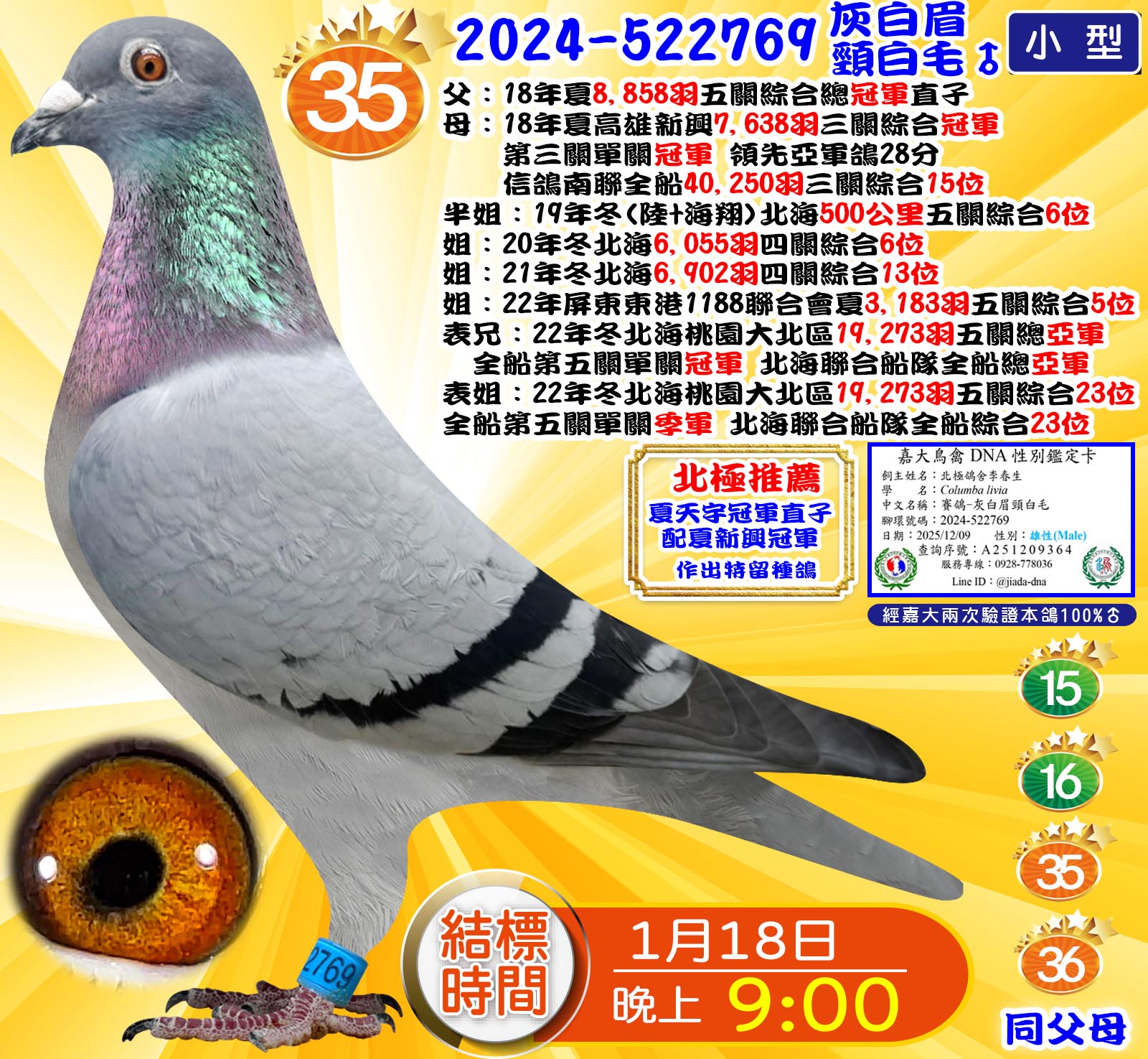 2024-522769灰白眉頸白毛♂