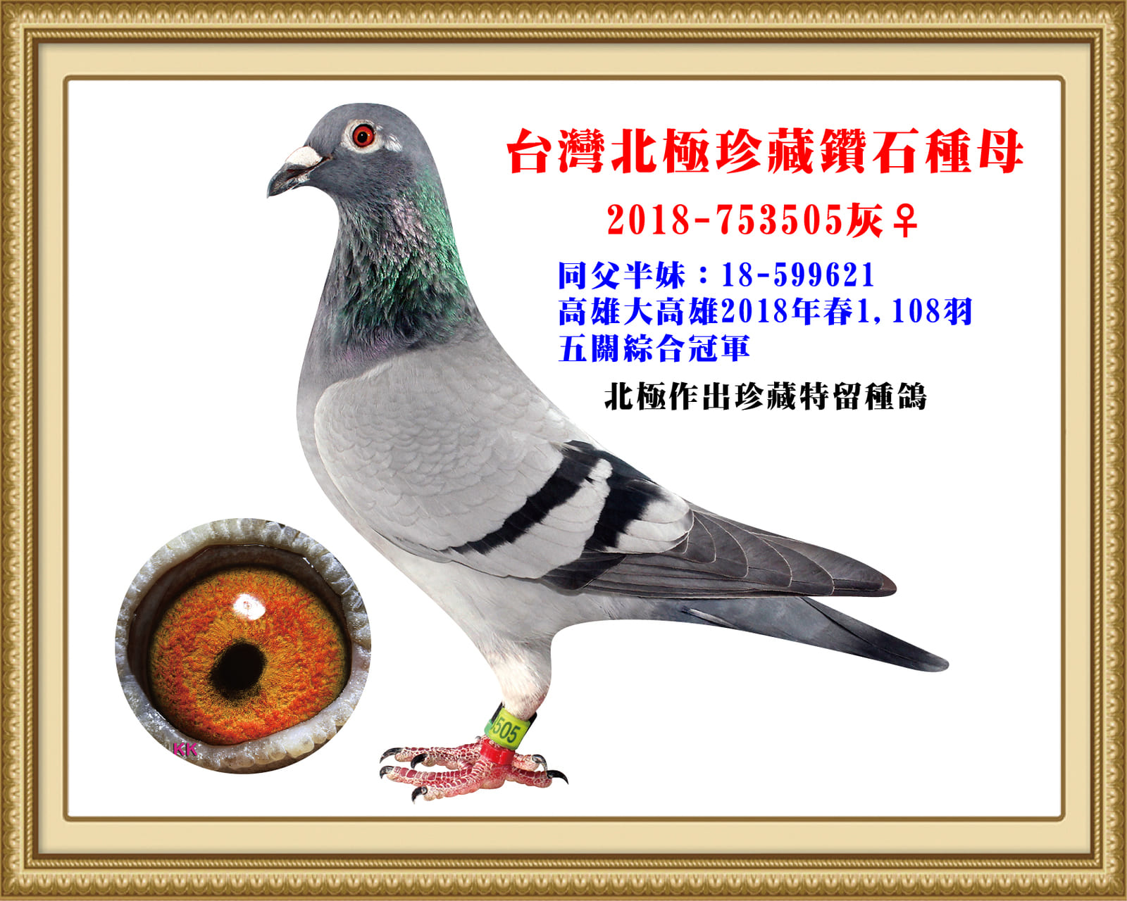 內祖母：2018-753505灰♀ 同父半妹：18-599621 高雄大高雄18年春1,108羽五關綜合冠軍