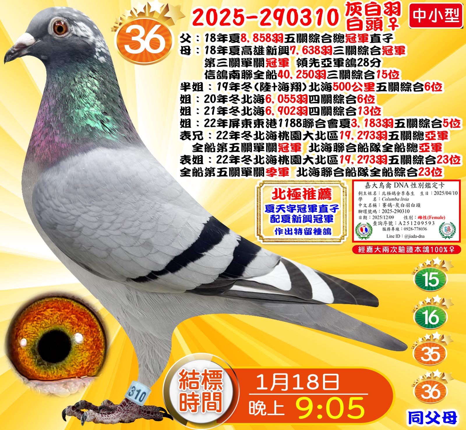 2025-290310灰白羽白頭♀