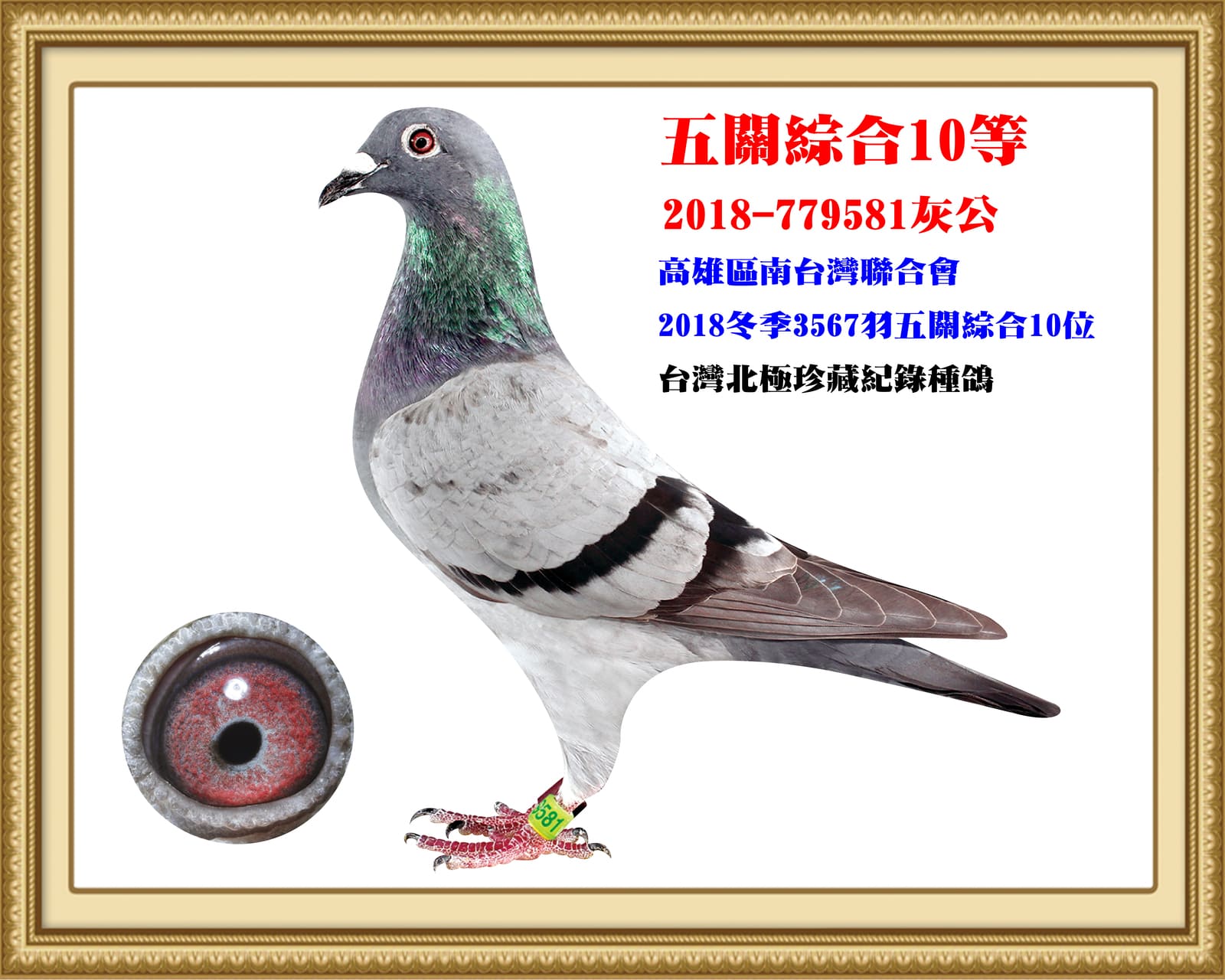 父：2018-779581灰♂ 18年冬高雄南台灣3567羽五關綜合10位 全船32,279羽五關綜合17位
