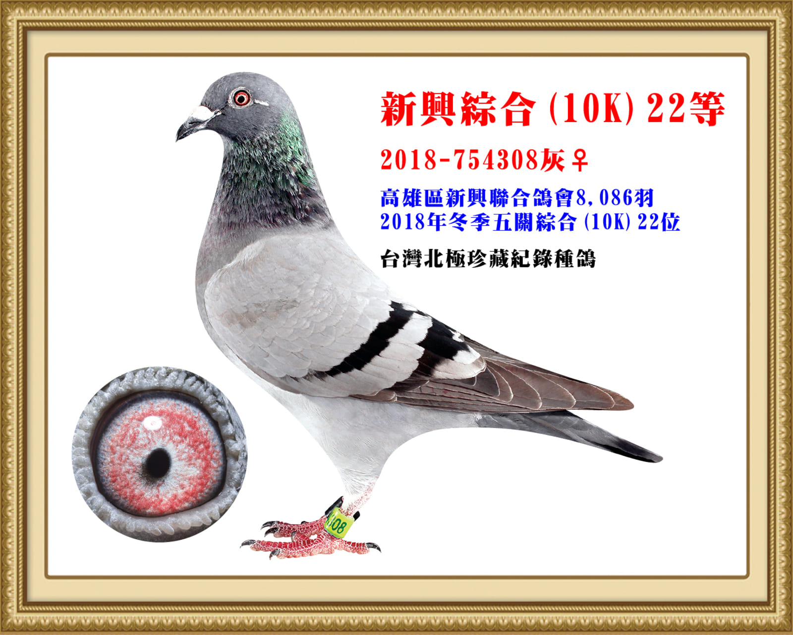 母：2018-754308灰♀ 18年冬高雄新興8086羽五關綜合(萬環組)22位