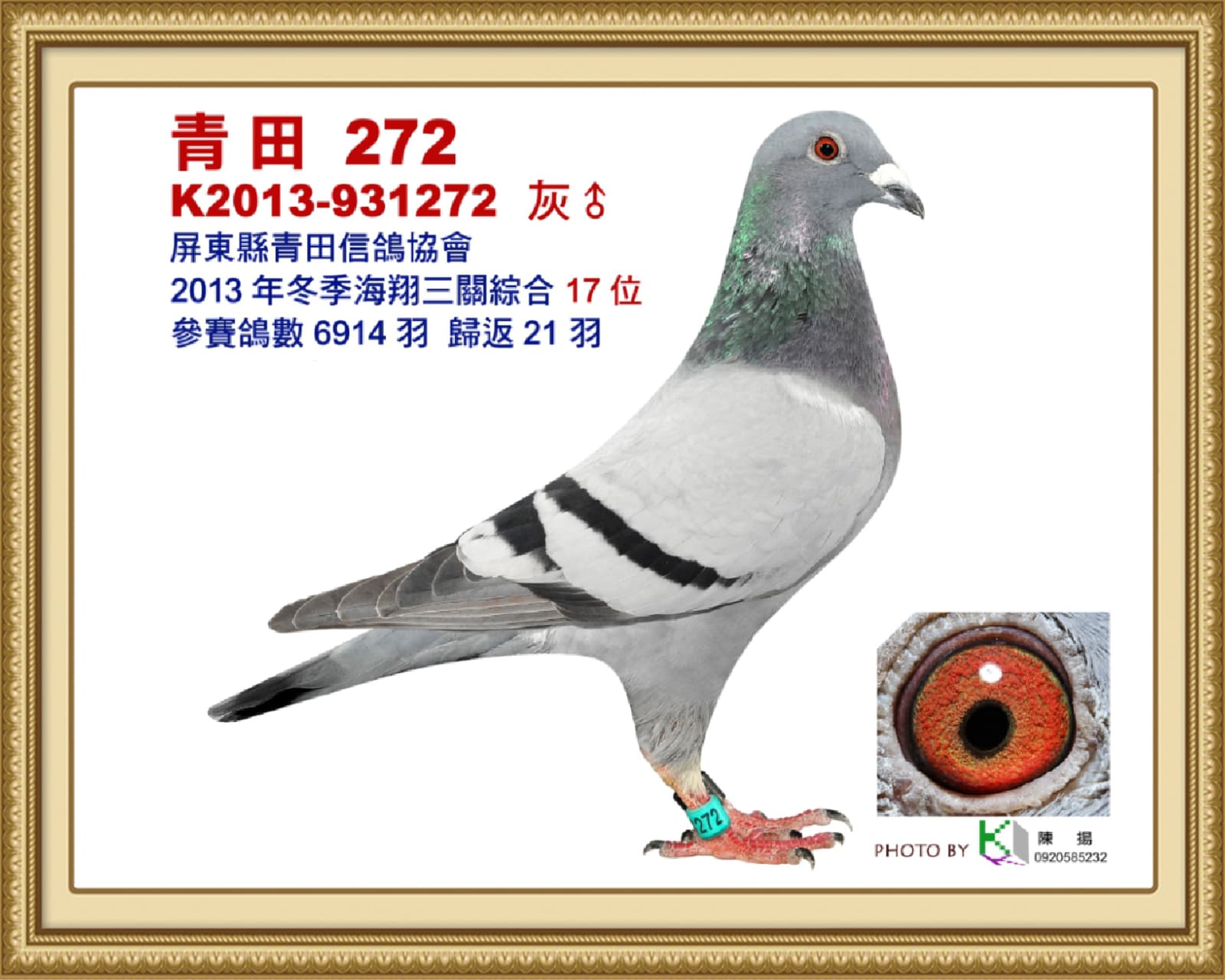 內祖父：2013-931272灰♂ 13年冬屏東青田6914羽三關綜合17位