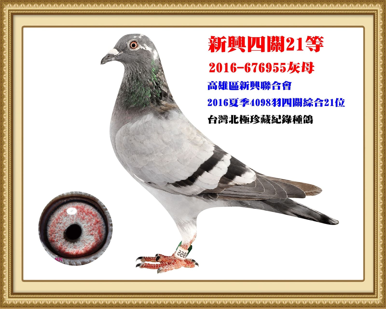 外祖母：2016-676955灰 16年夏高雄新興4098羽四關綜合21位