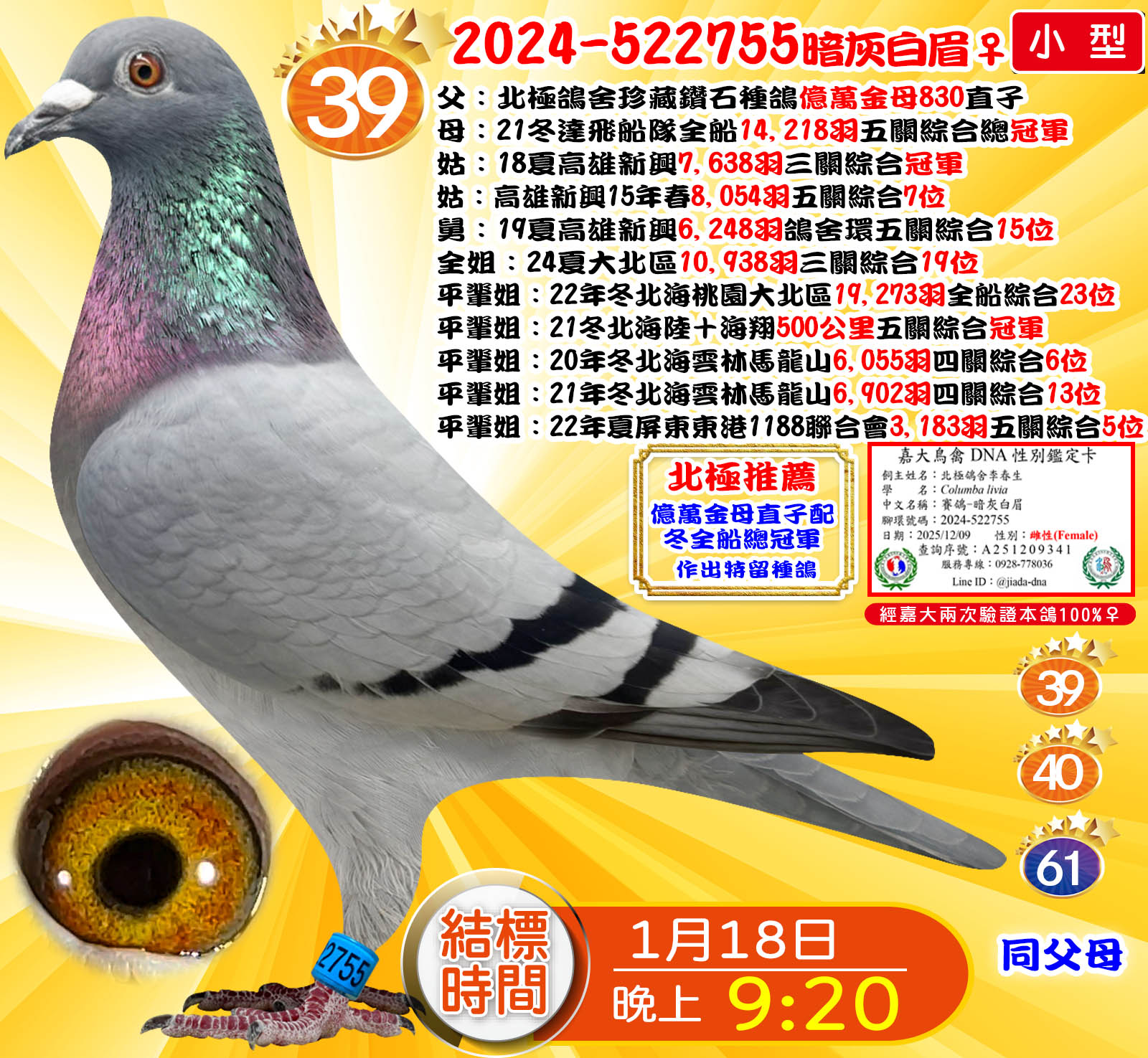 2024-522755暗灰白眉♀
