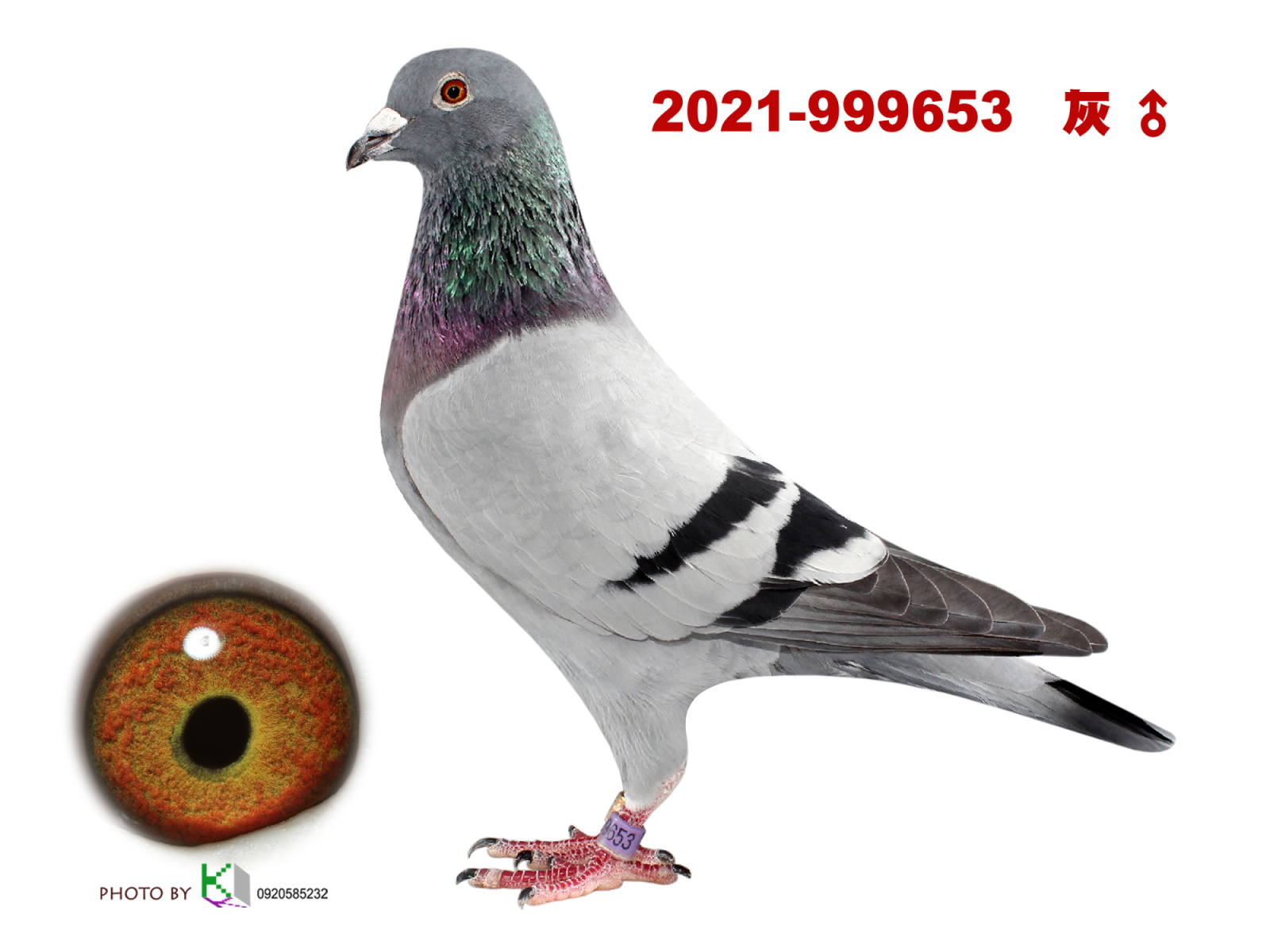 父：2021-999653灰♂ 億萬金母830直子