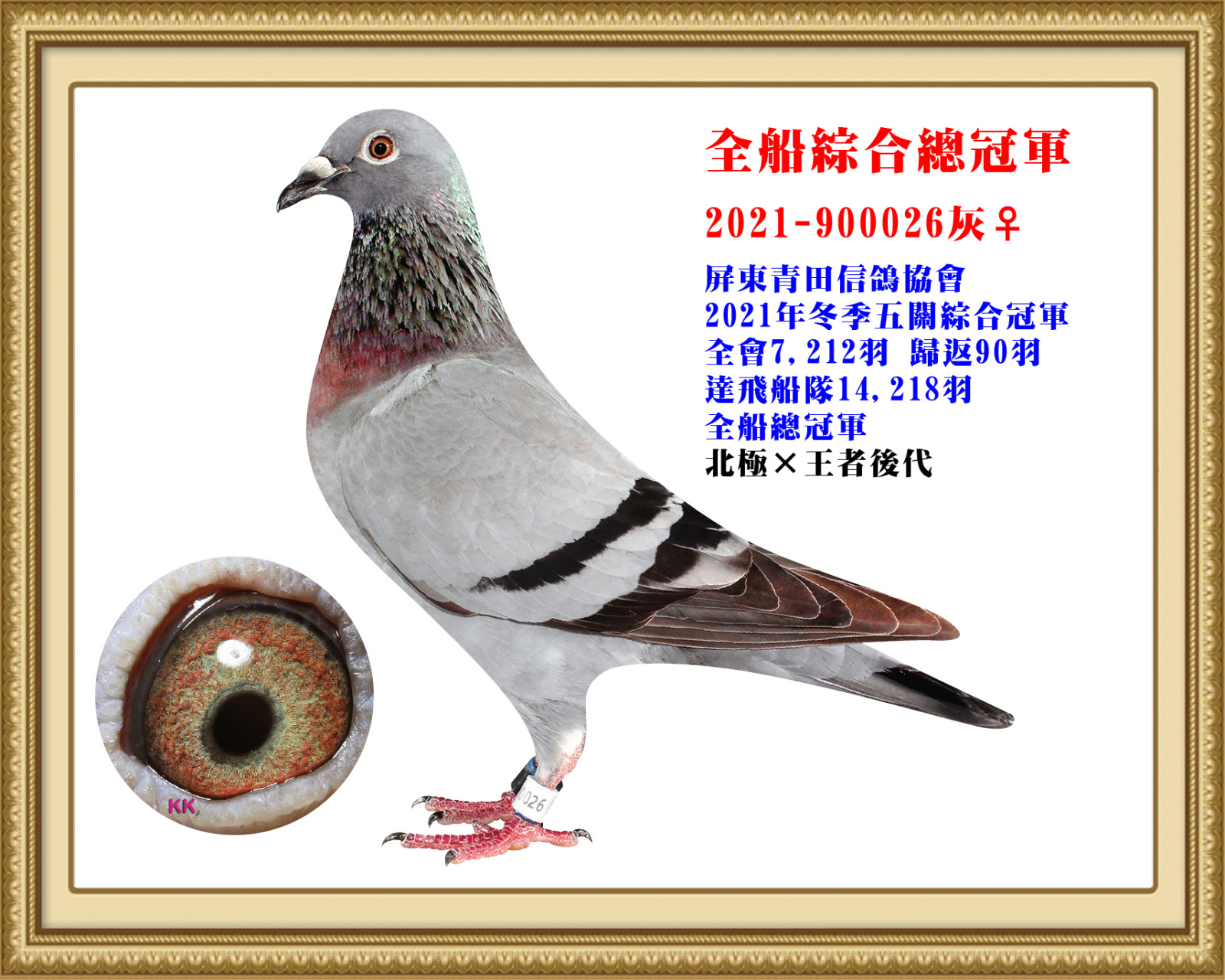 母：2021-900026灰♀  屏東青田信鴿協會21年冬7,212羽五關綜合冠軍 達飛船隊14,218羽全船總冠軍
