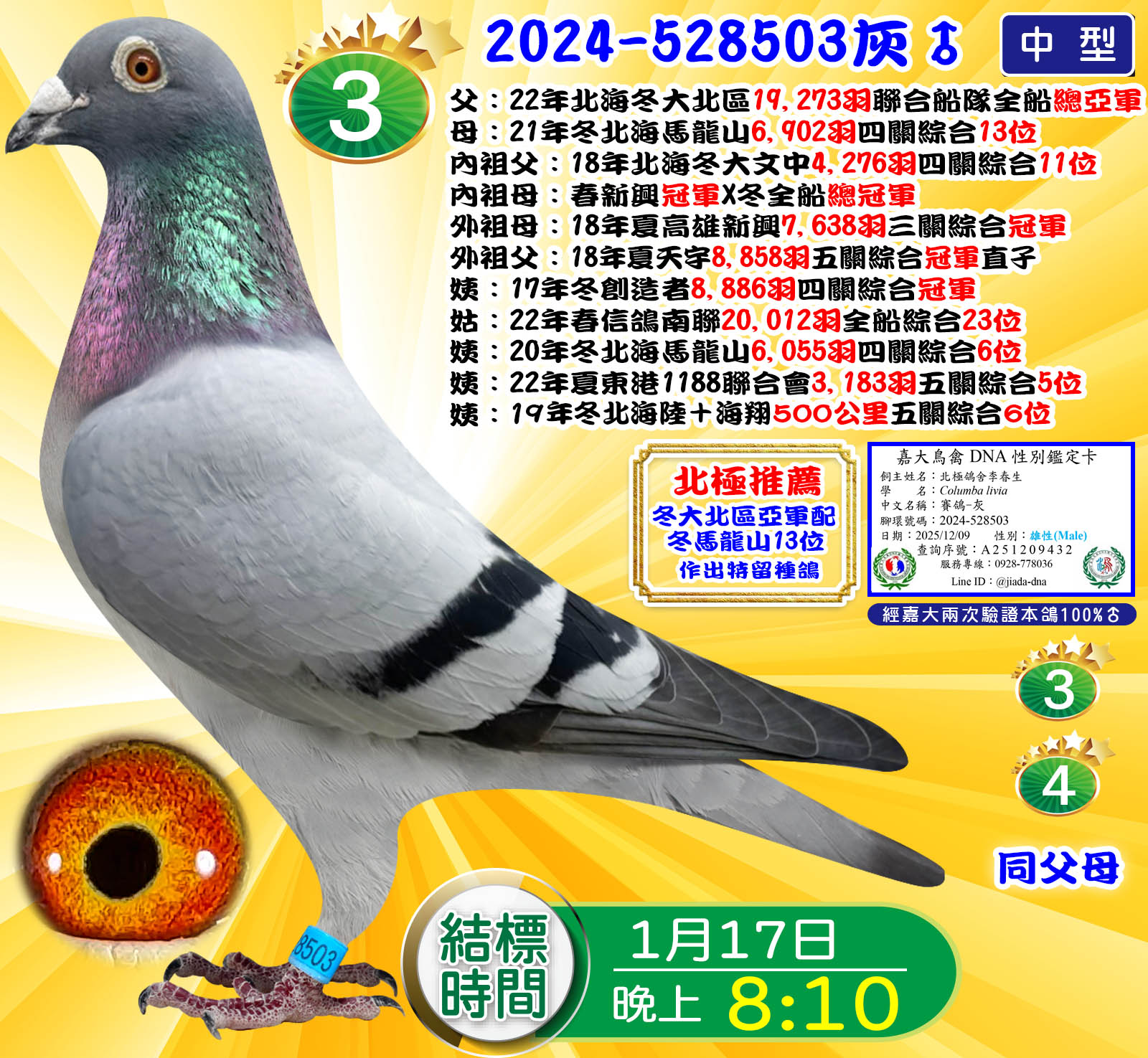 2024-528503灰♂