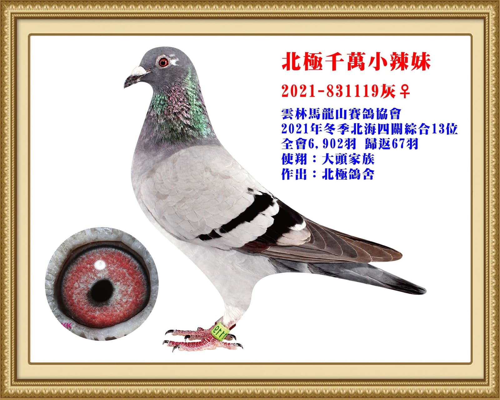 母：21-831119灰　北極珍藏紀錄種鴿       雲林馬龍山21年冬北海6,902羽四關 綜合13位(殘67羽)