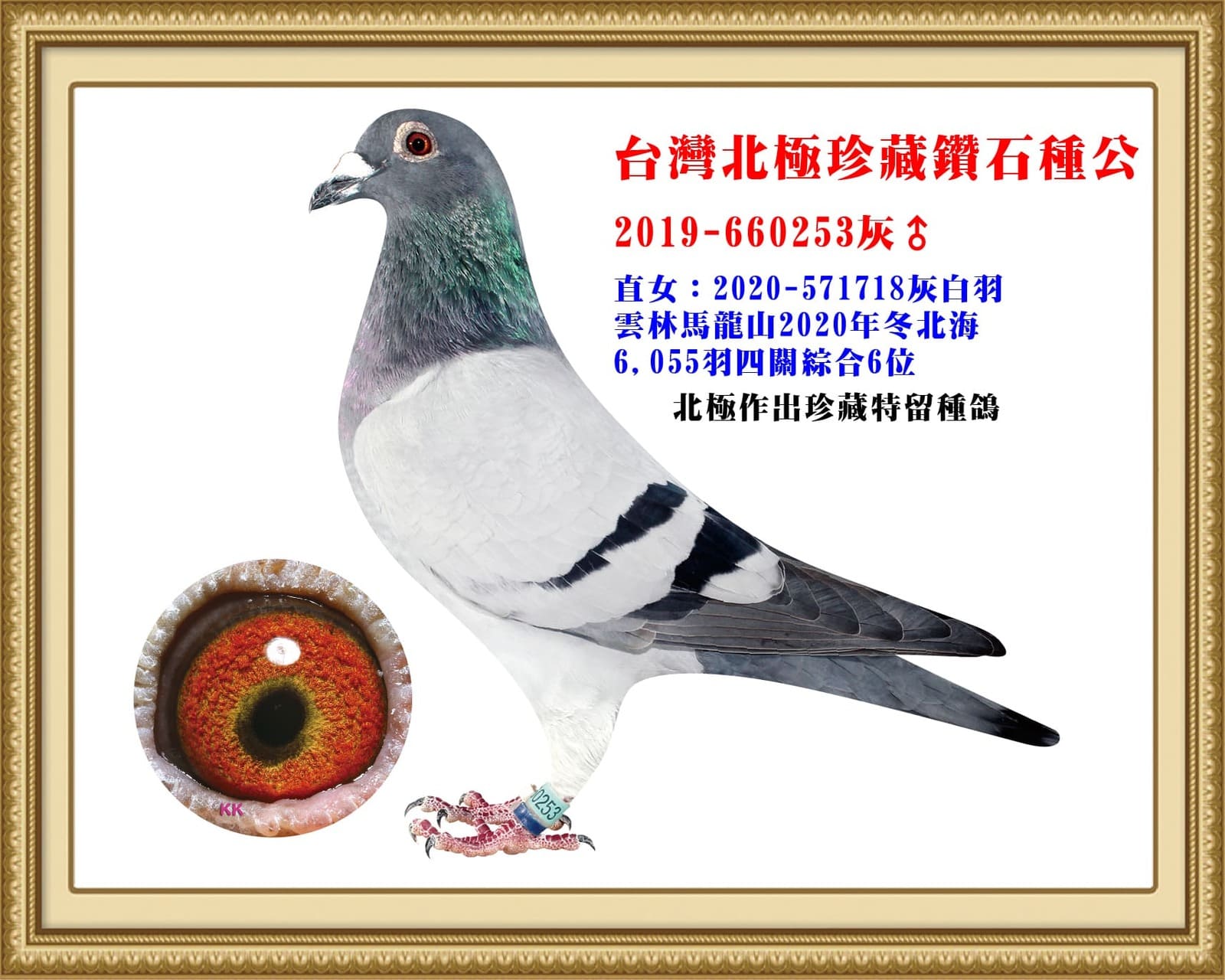 外祖父:2019-660253灰 18夏高雄天宇8,858羽綜合冠軍直子