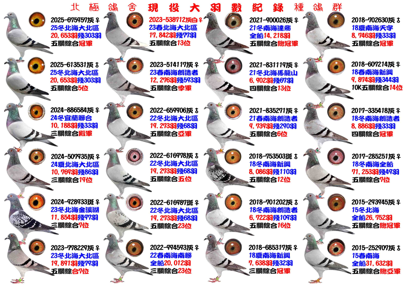 北極鴿舍現役大羽數紀錄種鴿群