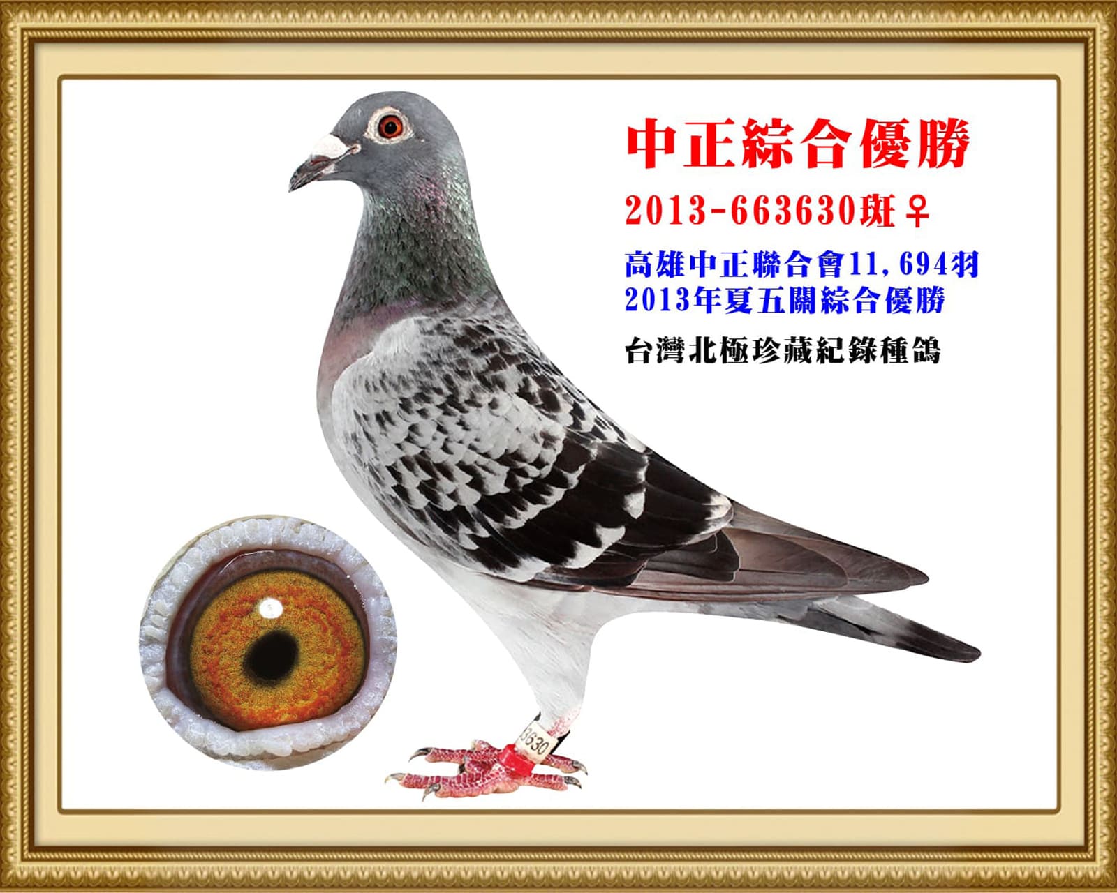 內祖母：2013-663630斑♀ 13年夏高雄中正11,694羽五關綜合134位