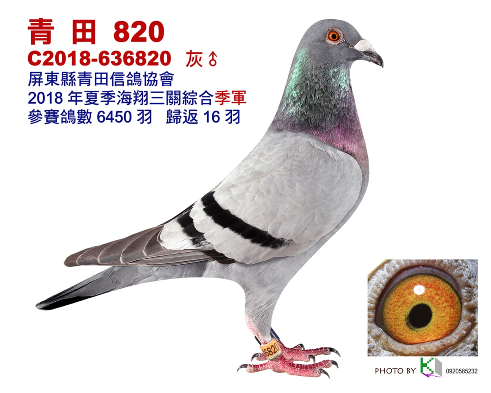 父：2018-636820灰♂億萬金公978 本身入賞18年夏屏東青田6,450羽三關綜合季軍 第三關單關冠軍