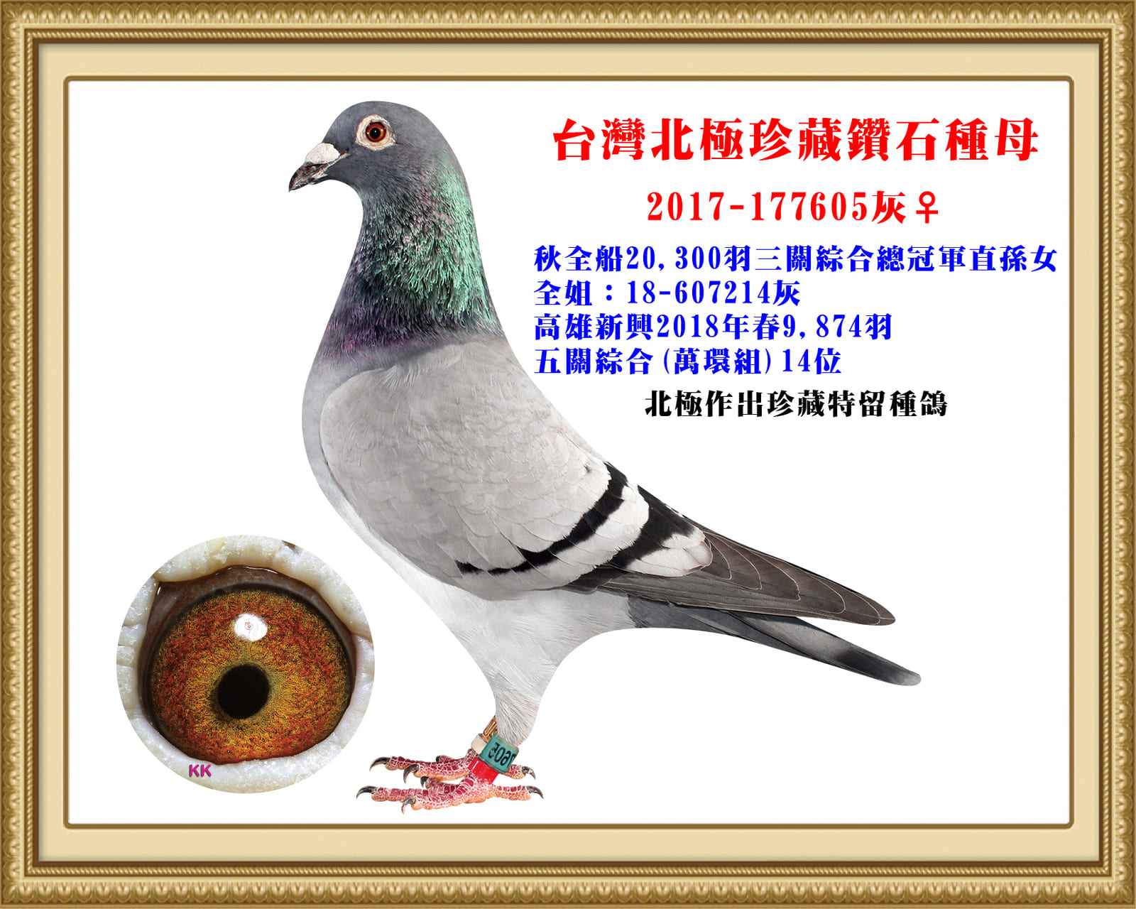 母：2017-177605灰♀ 14年春全船32,786羽五關綜合18位珍藏鑽石直女 秋高市賽協全船20,300羽三關綜合冠軍直孫女