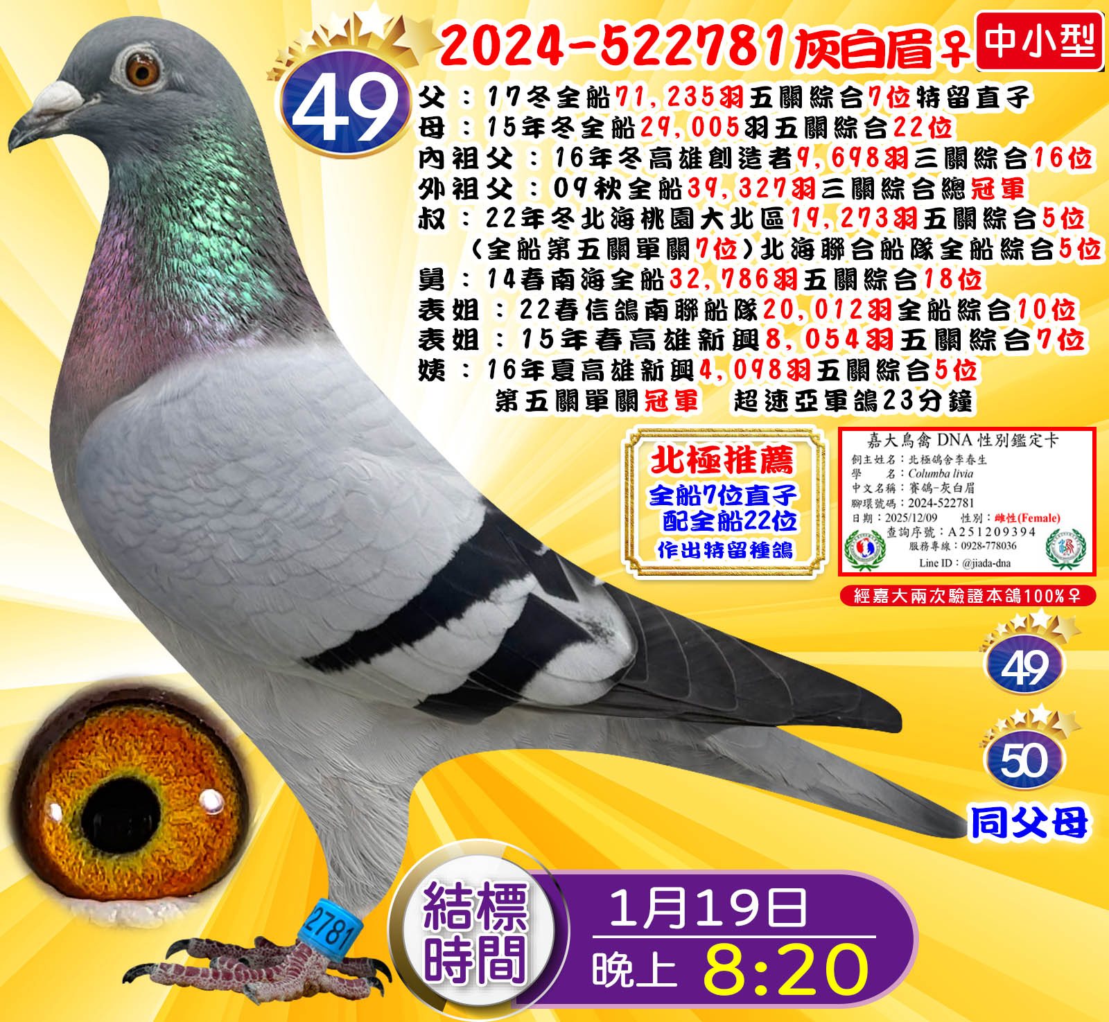 2024-522781灰白眉♀