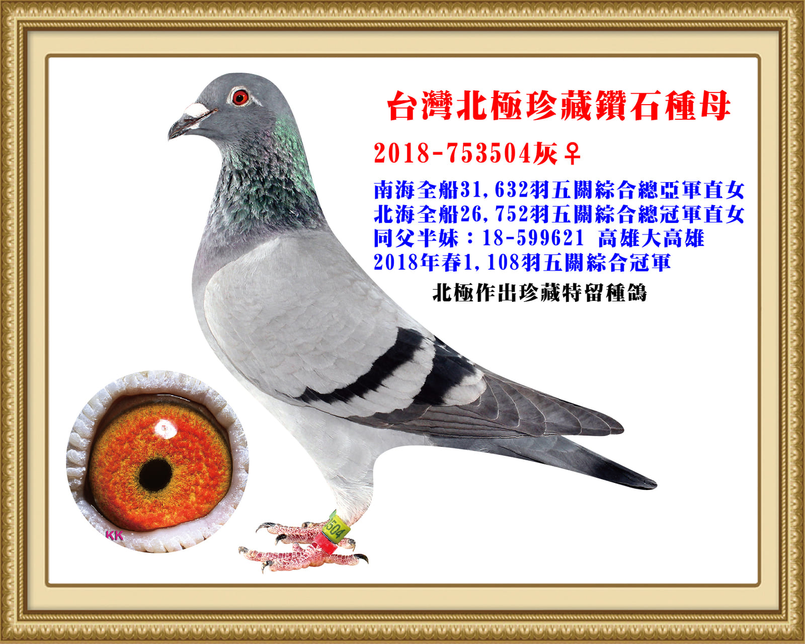 內祖母：18-753504灰　北極珍藏特留種鴿　 春新興冠軍×冬全船總冠軍