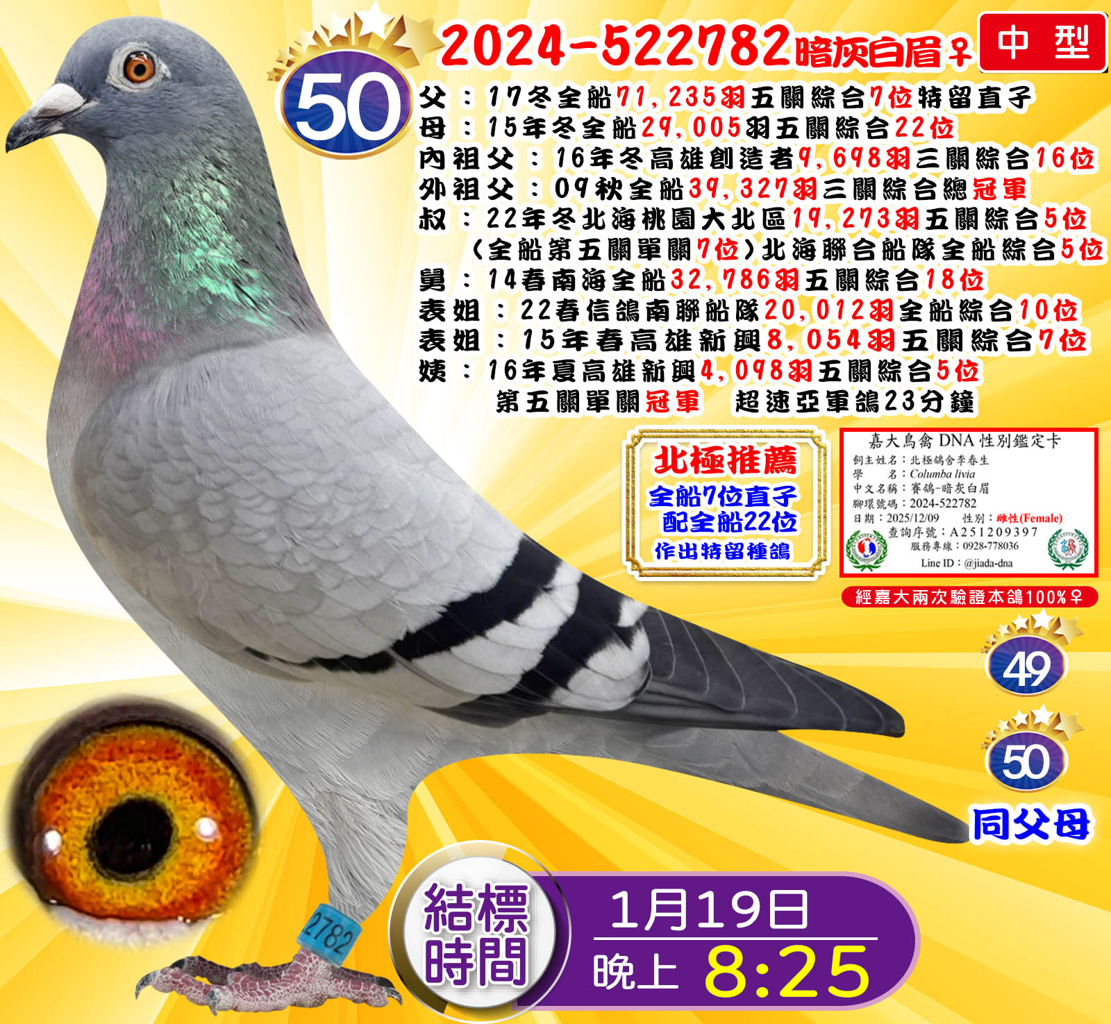 2024-522782暗灰白眉♀