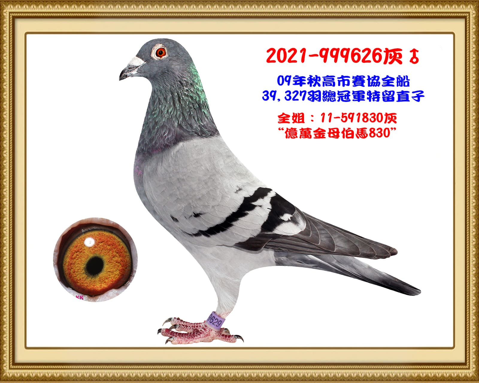 父：2021-999629灰♂ 09年秋高市賽協全船39,327羽總冠軍特留直子