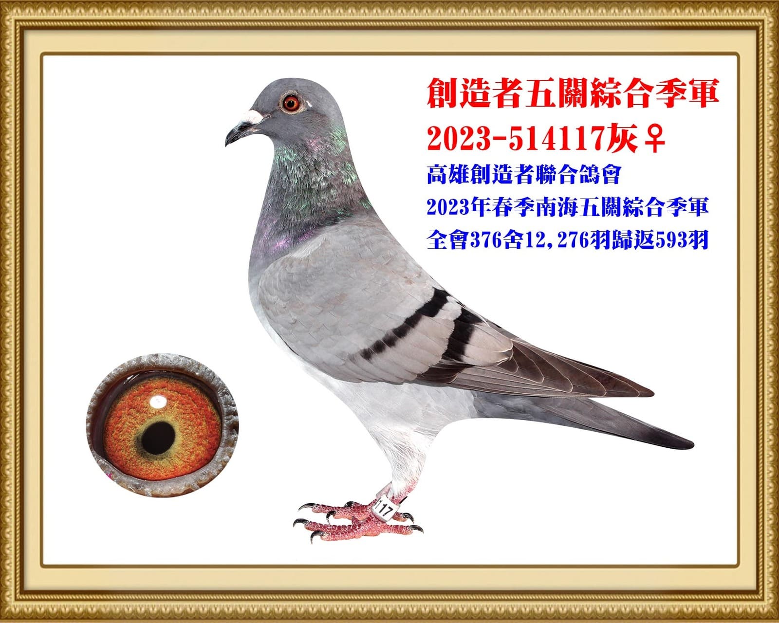 母：2023-514117灰♀ 創造者聯合鴿會 2023年春南海五關綜合季軍 全會12,276羽五關歸返593羽 全船37,202羽五關綜合總殿軍